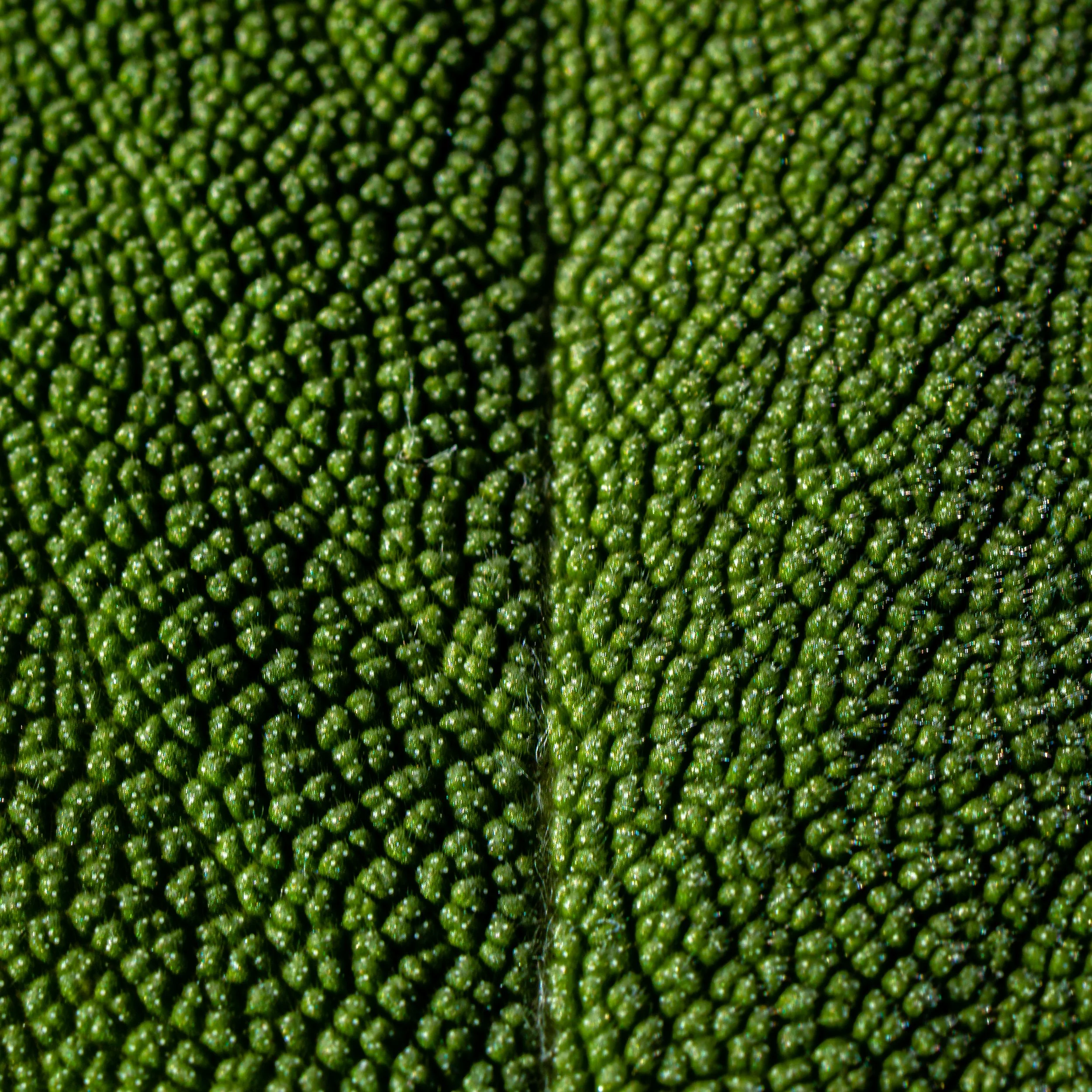 Close-up of green, textured surface with numerous small, rounded bumps.