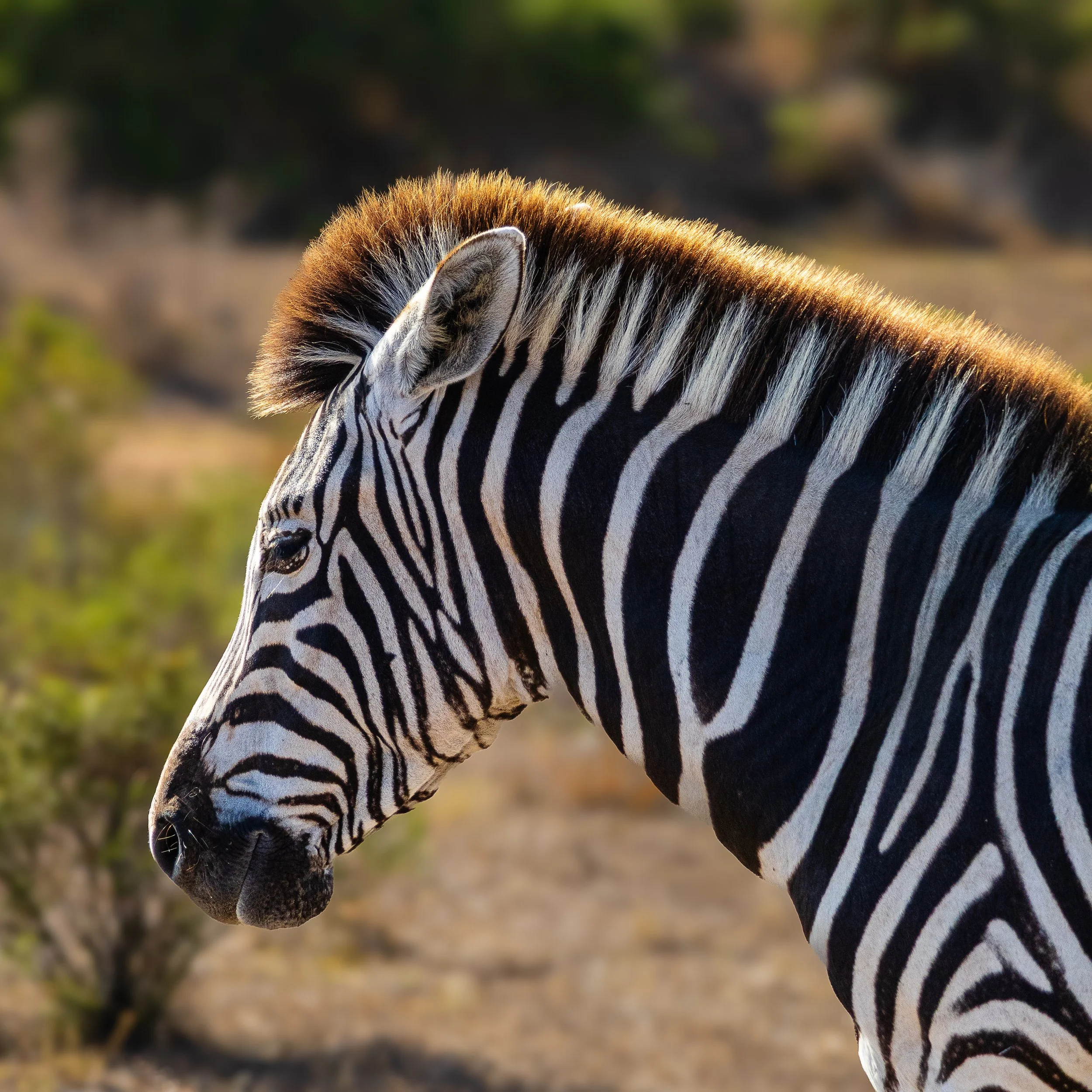Zebra portrait in profile with striped pattern against soft background — South Africa — by ROEL | WILLEM