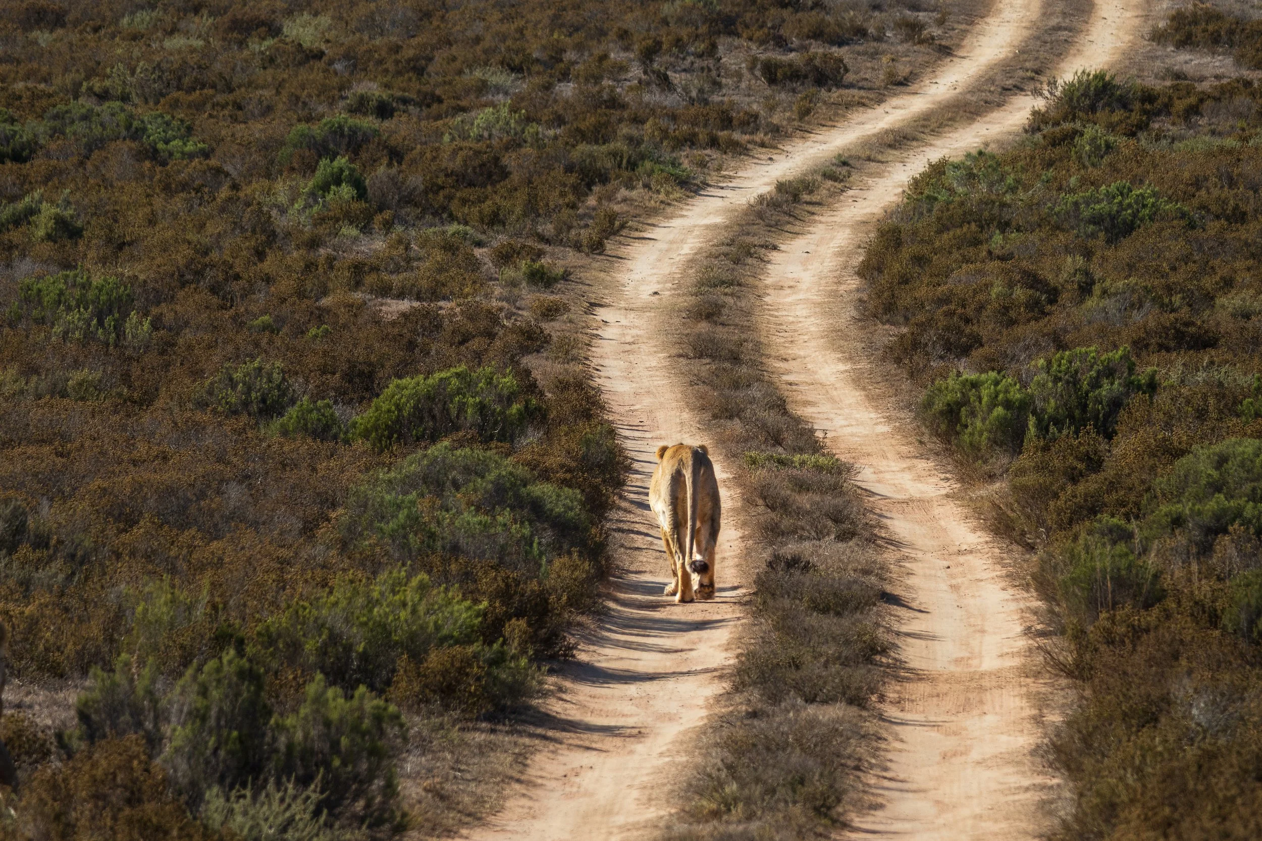 Lion walking along winding dirt road through dry landscape — South Africa — by ROEL | WILLEM
