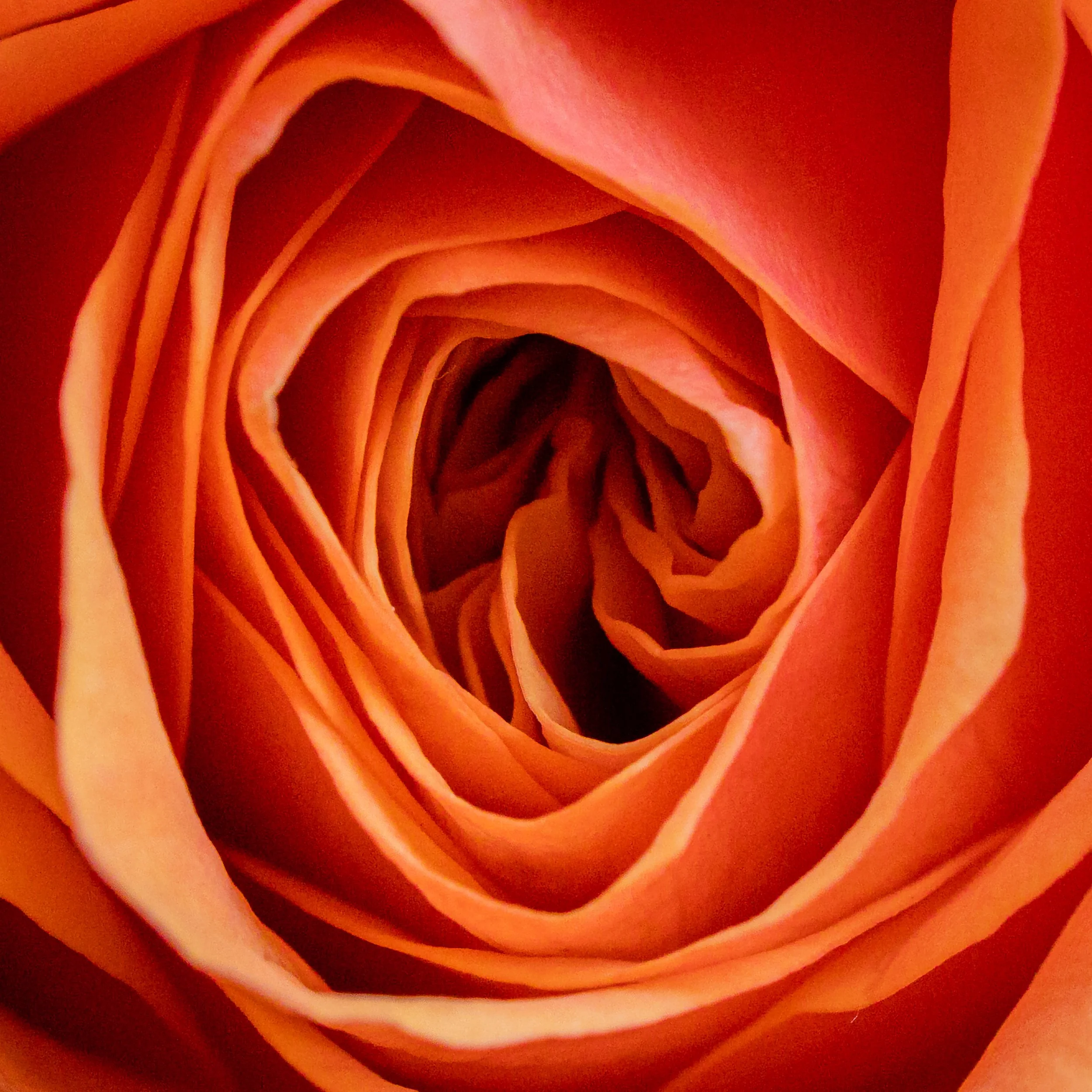 Close-up of a curled orange and pink flower petal arrangement creating a spiral pattern.