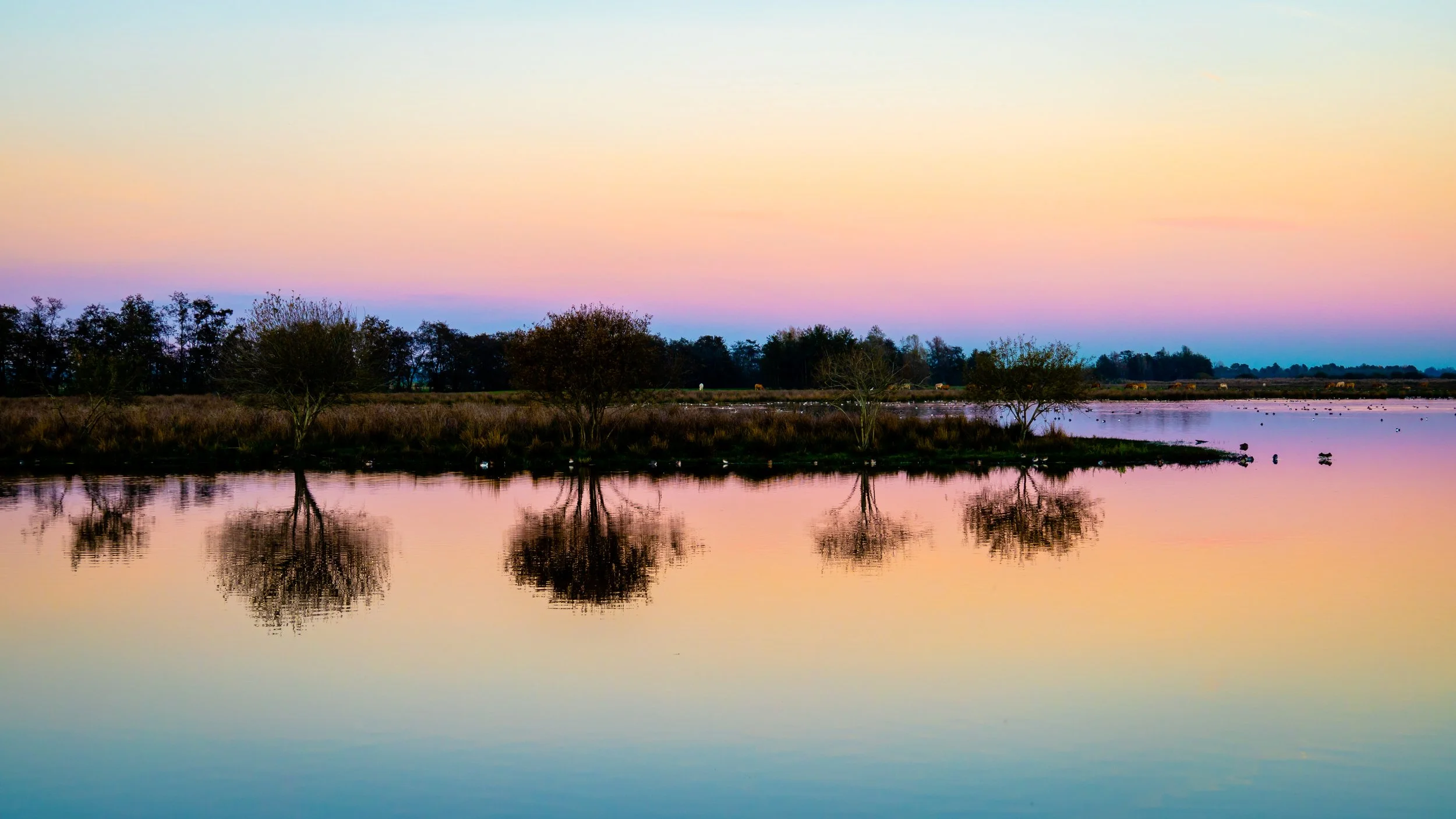 Small trees and twilight colours reflected in still wetland water — Blokland, Montfoort — Netherlands — by ROEL | WILLEM