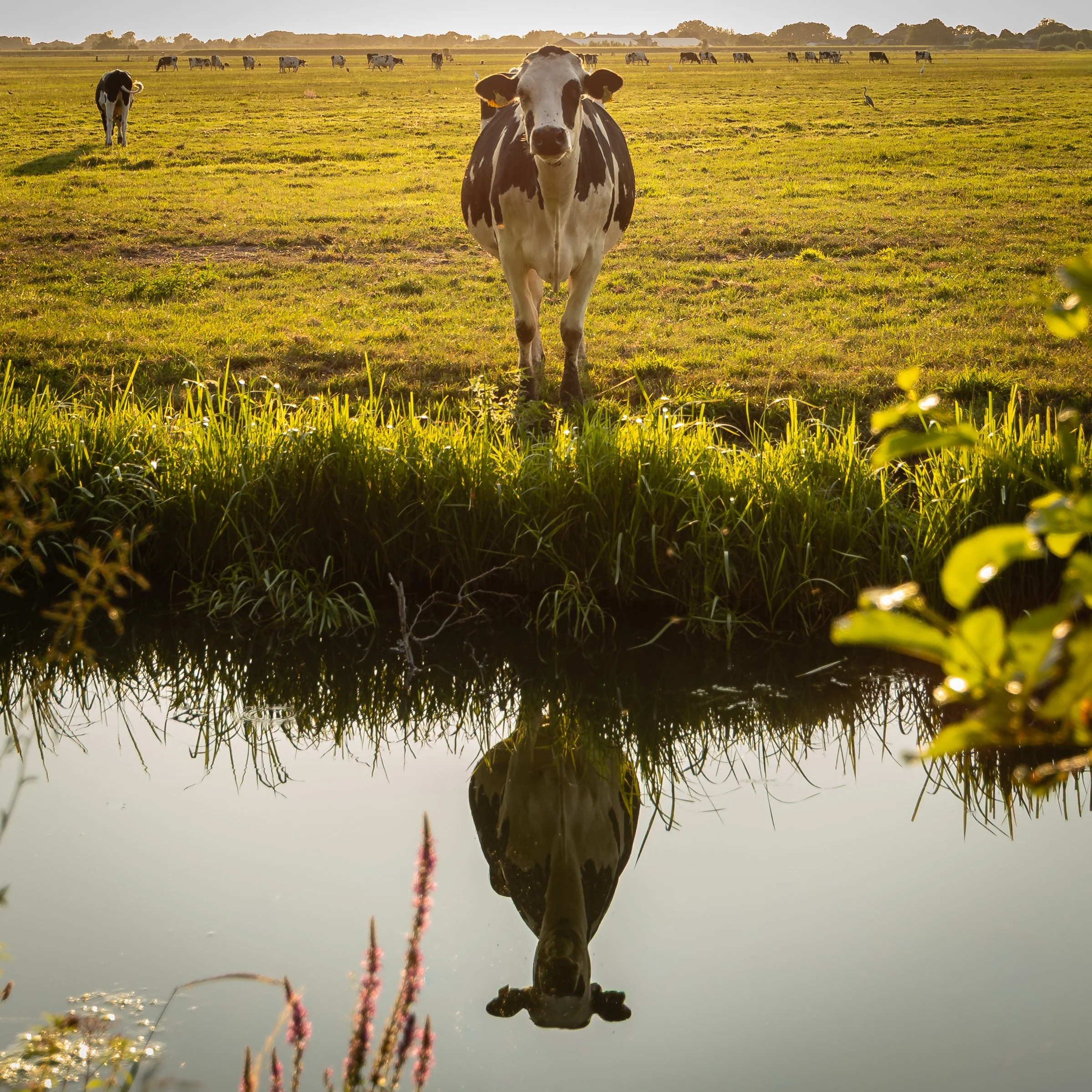 Staring cow reflected in golden evening light across still polder water — Blokland, Montfoort — Netherlands — by ROEL | WILLEM