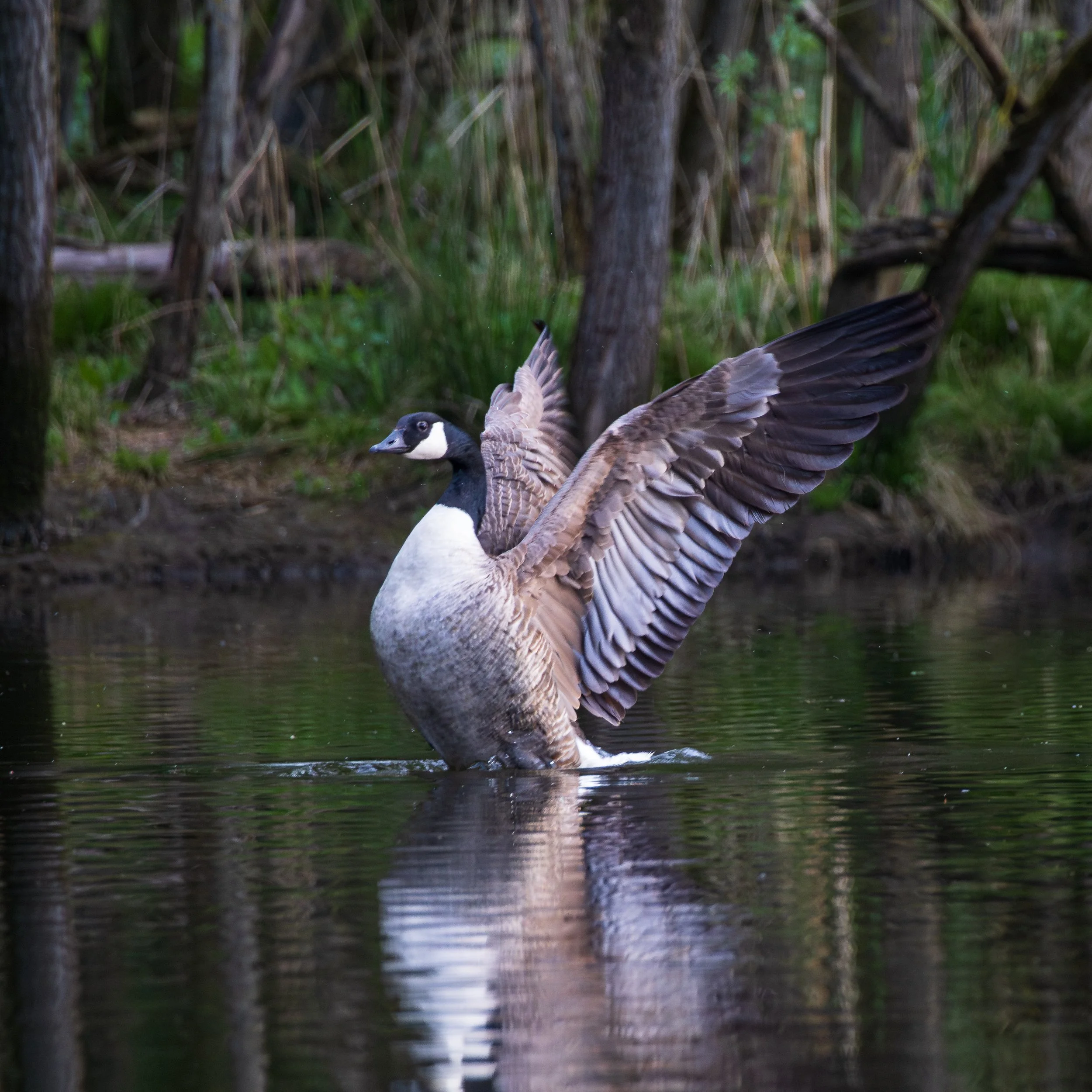 A Canada goose with its wings spread, standing in a body of water surrounded by green vegetation and tree branches.