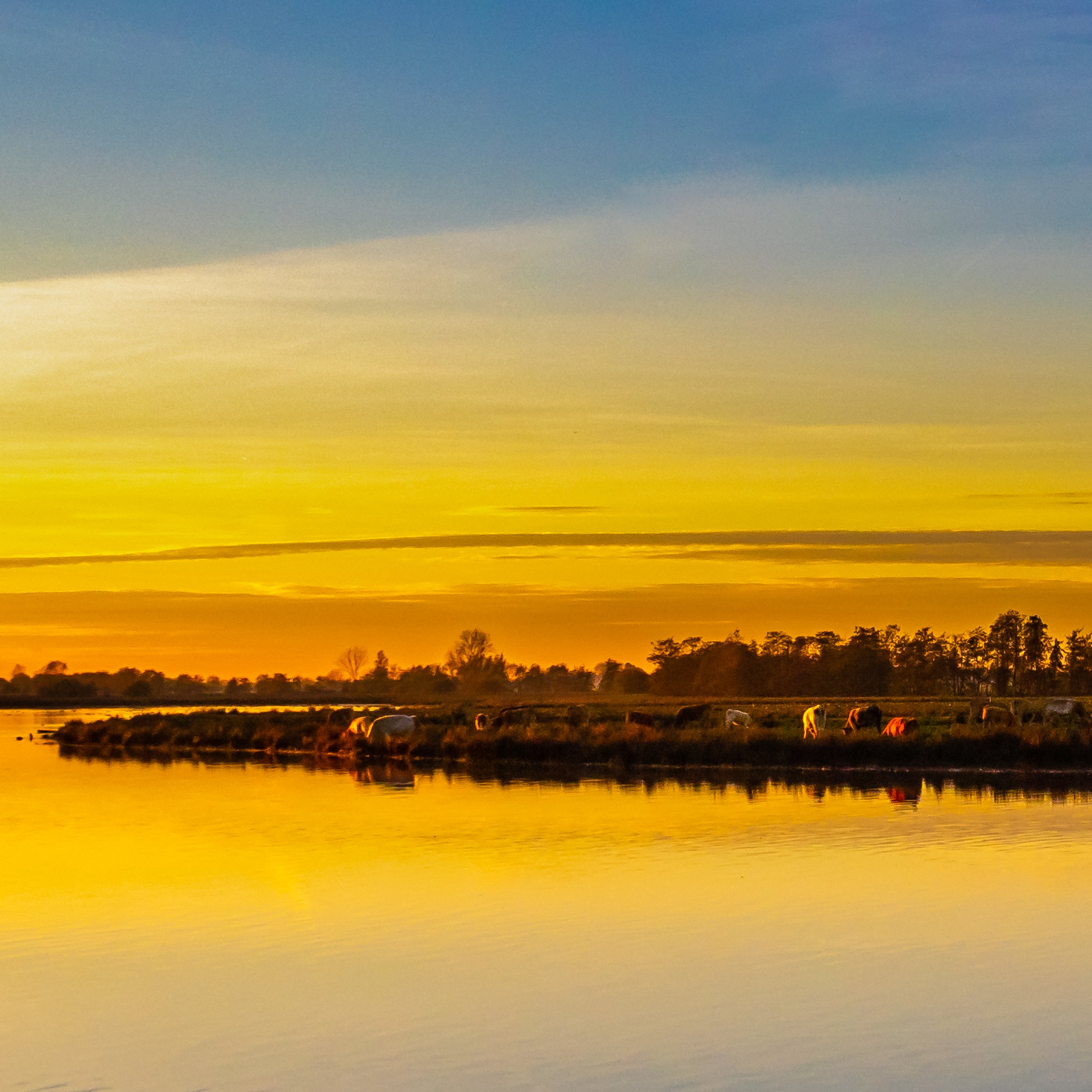 Grazing cows reflected in golden evening light across still polder water — Blokland, Montfoort — Netherlands — by ROEL | WILLEM