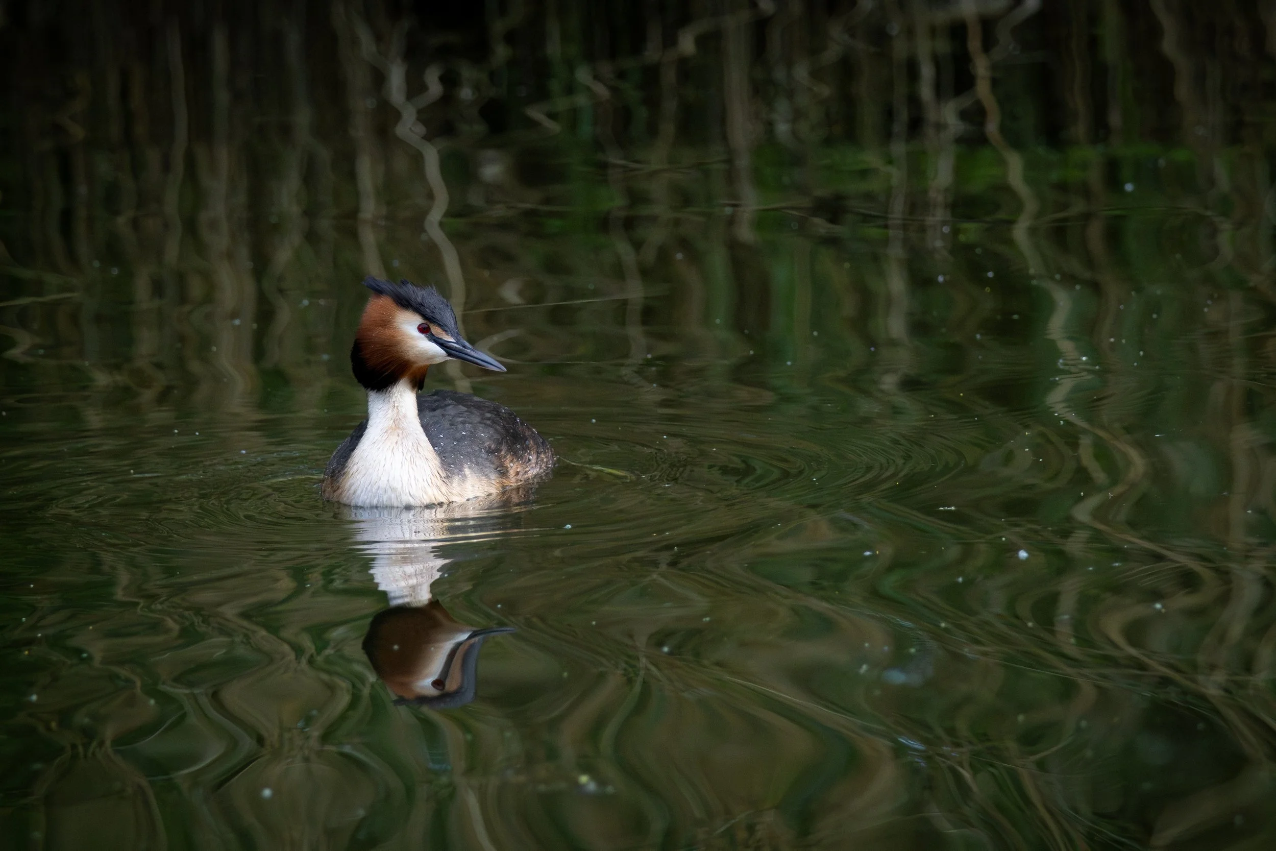 A close-up of a Great Crested Grebe swimming on a pond with reflections of reeds and plants on the water surface.