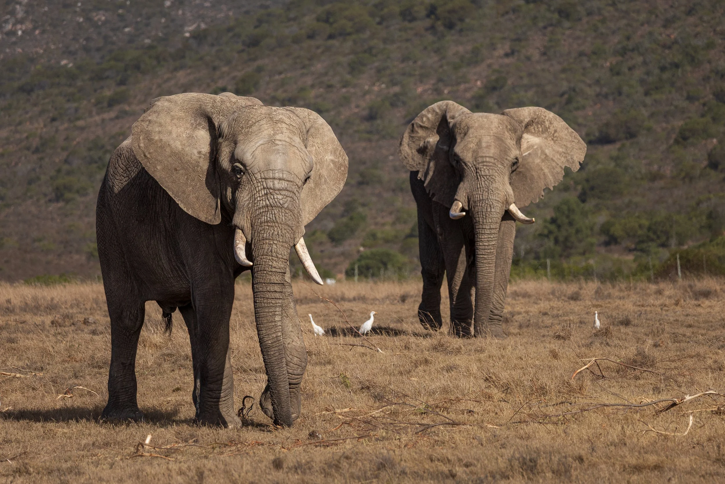 Two African elephants walking across dry grassland with cattle egrets nearby — South Africa — by ROEL | WILLEM