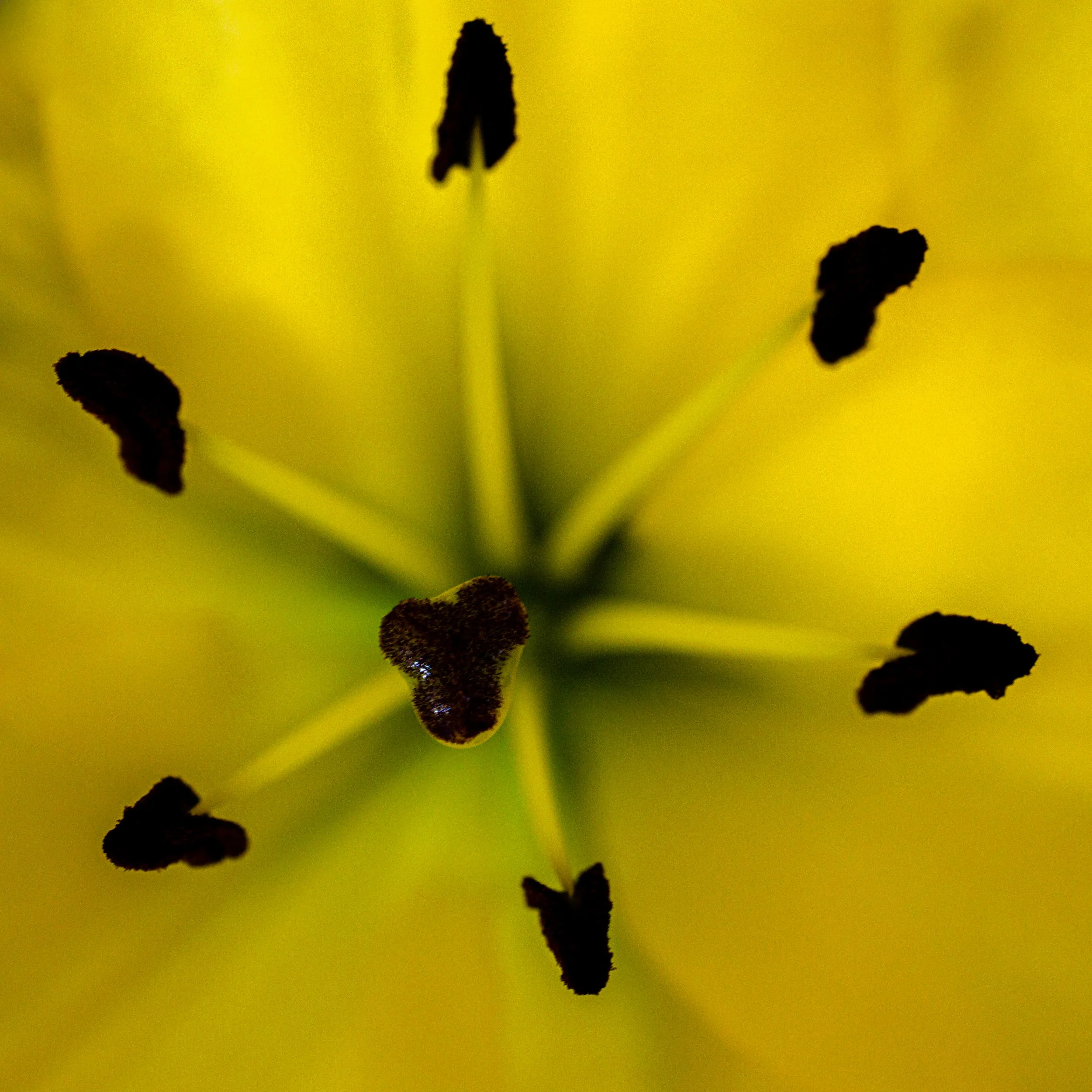 Close-up of several black anthers and filaments of a yellow flower, possibly a lily or tulip, with a blurred yellow background.