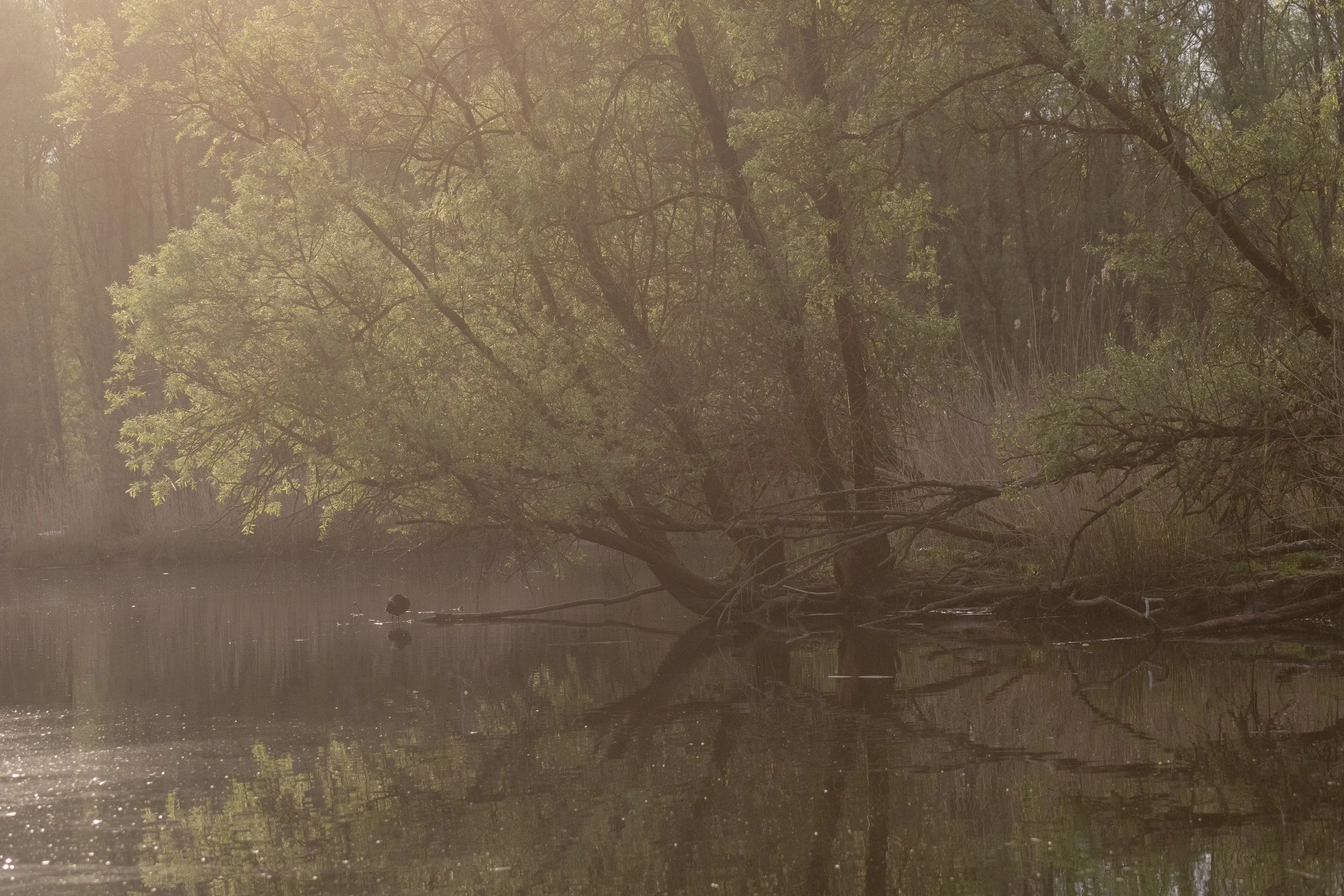 A serene river scene with trees on the riverbank, their reflection visible in the calm water, and sunlight filtering through the foliage.