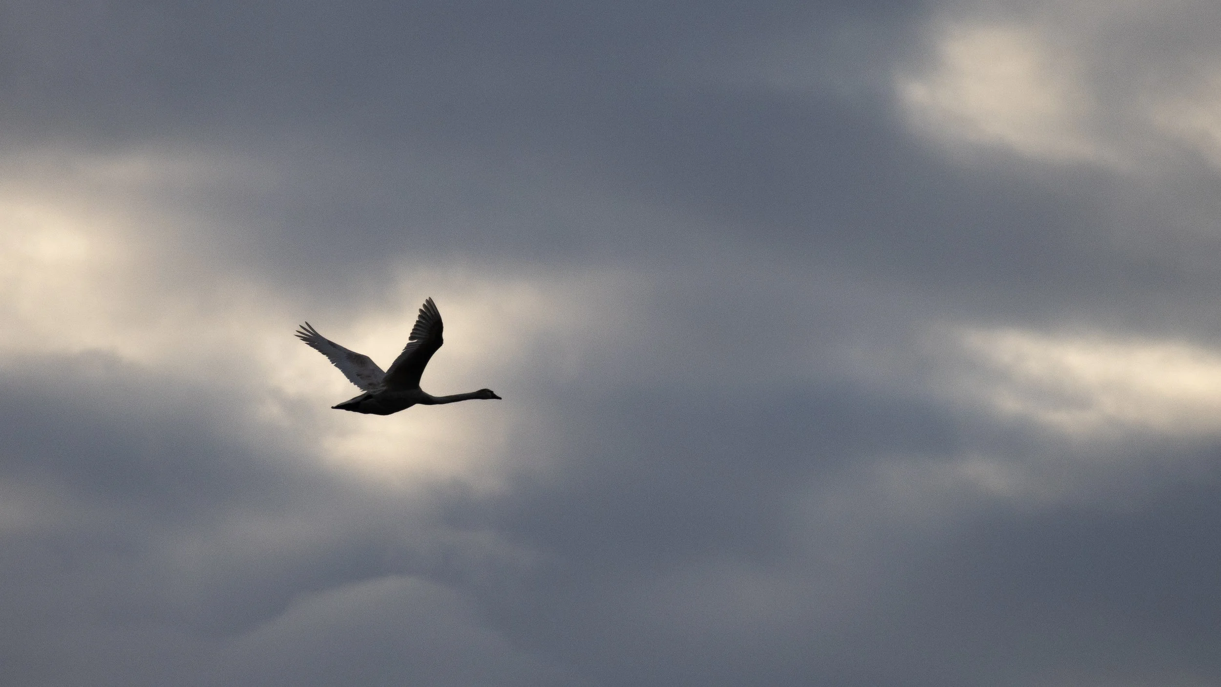 A bird, possibly a goose or duck, flying in a cloudy sky with dark gray clouds.