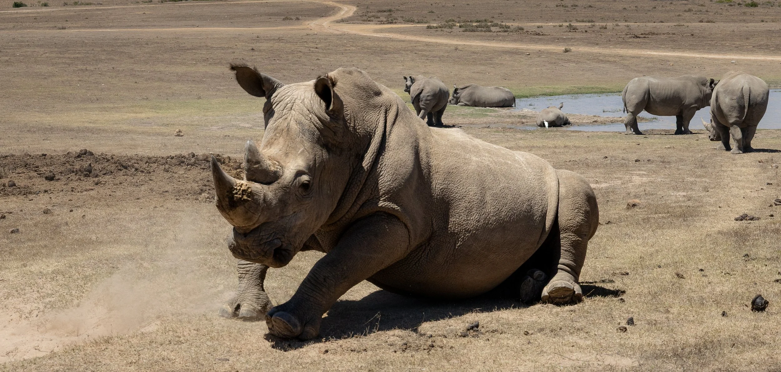 White rhinoceros resting near waterhole with others in background — South Africa — by ROEL | WILLEM