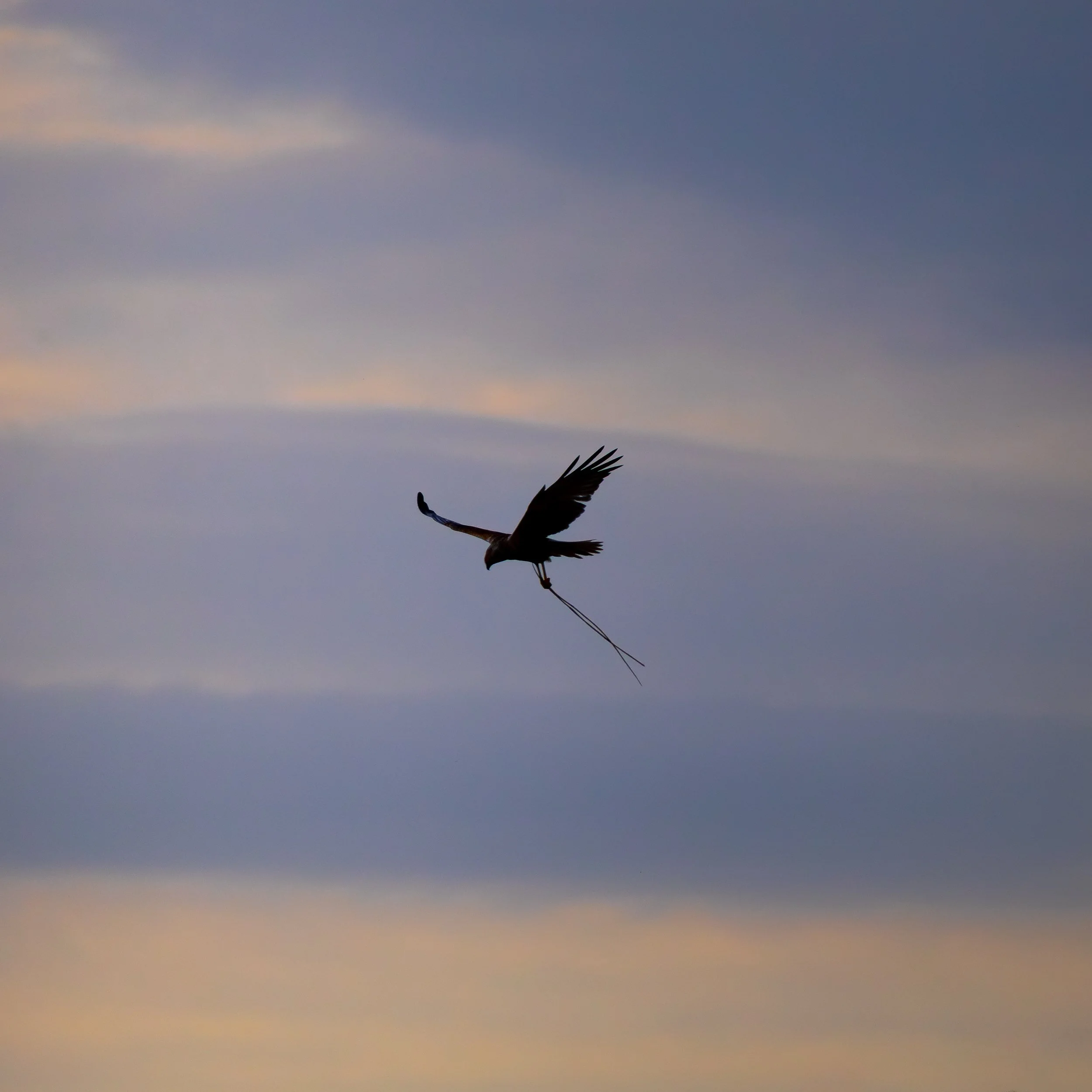 A bird, possibly a heron or crane, flying against a colorful sky with shades of blue, pink, and orange during sunset or sunrise.