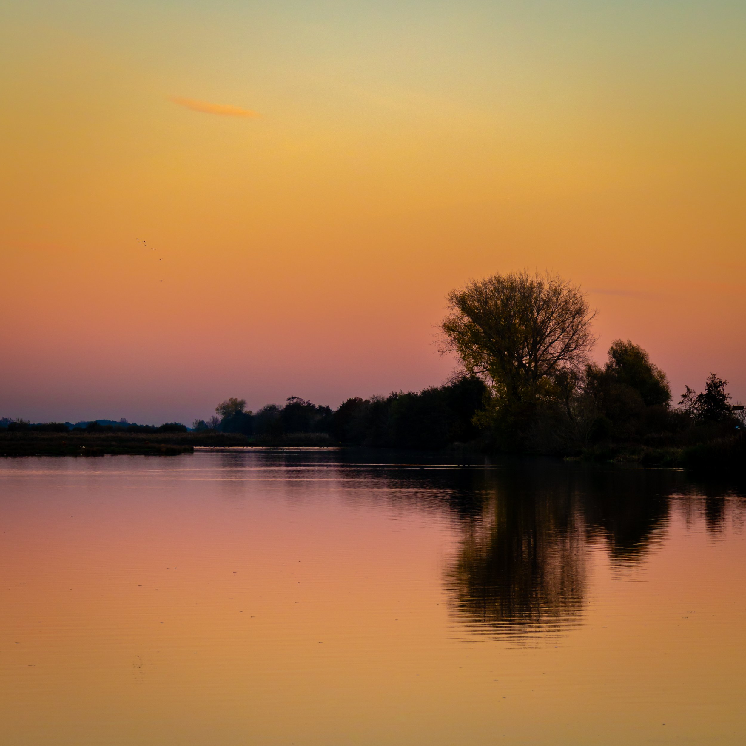 Tree reflected in orange and pink sunset water — Blokland, Montfoort — Netherlands — by ROEL | WILLEM