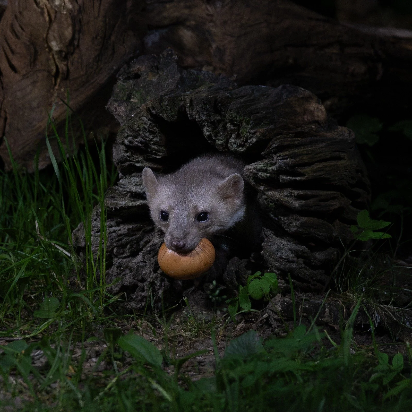 Stone Marten with stolen egg in mouth