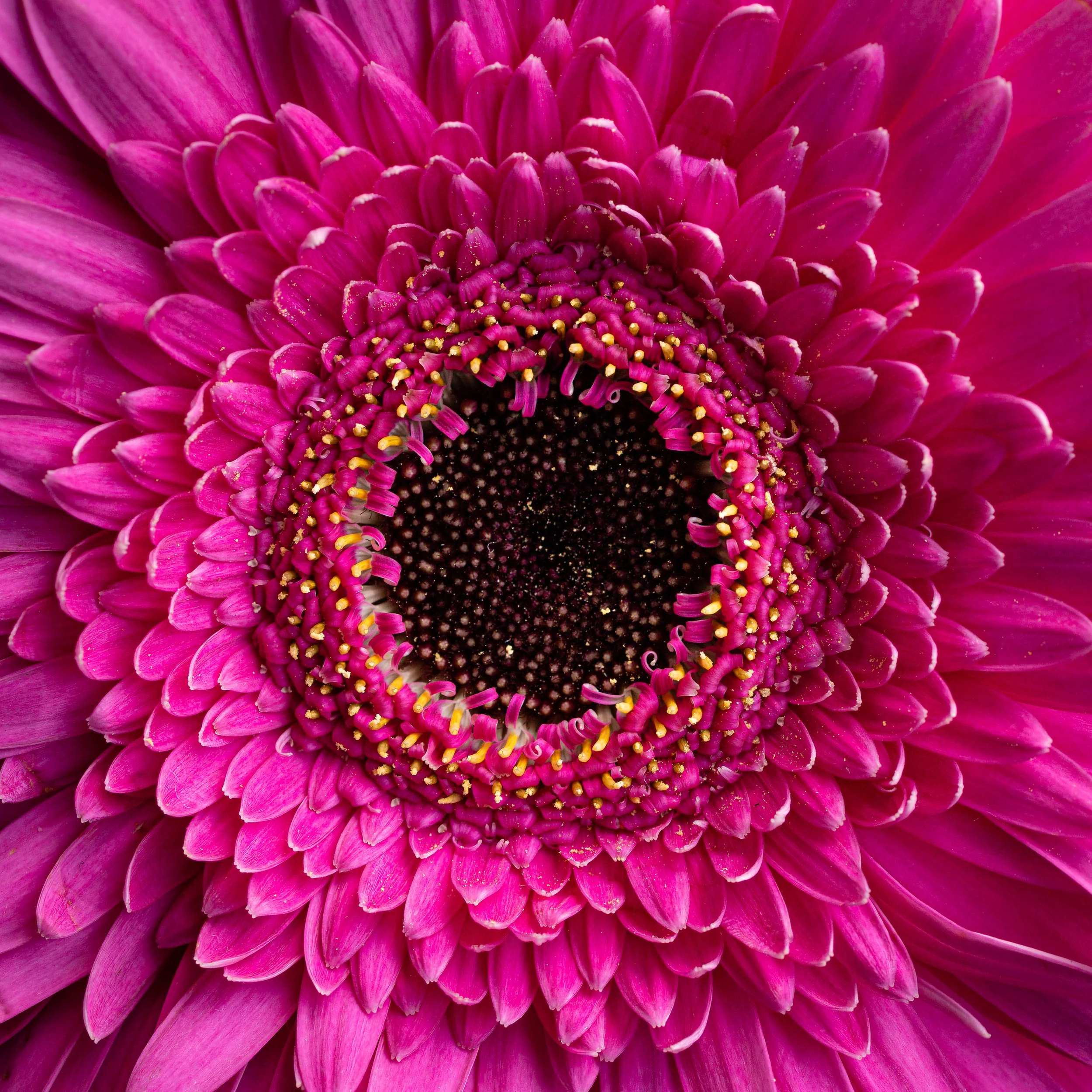 Close-up of a vibrant pink flower with layered petals and yellow stamens in the center.