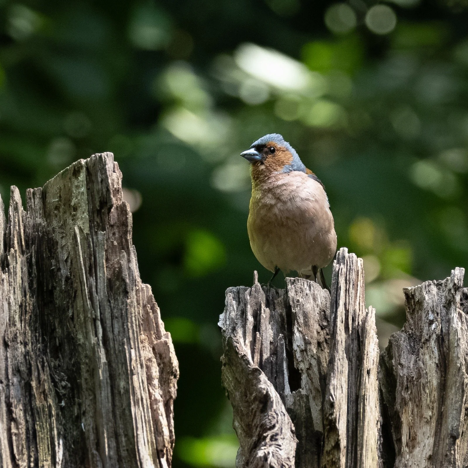 Chaffinch
