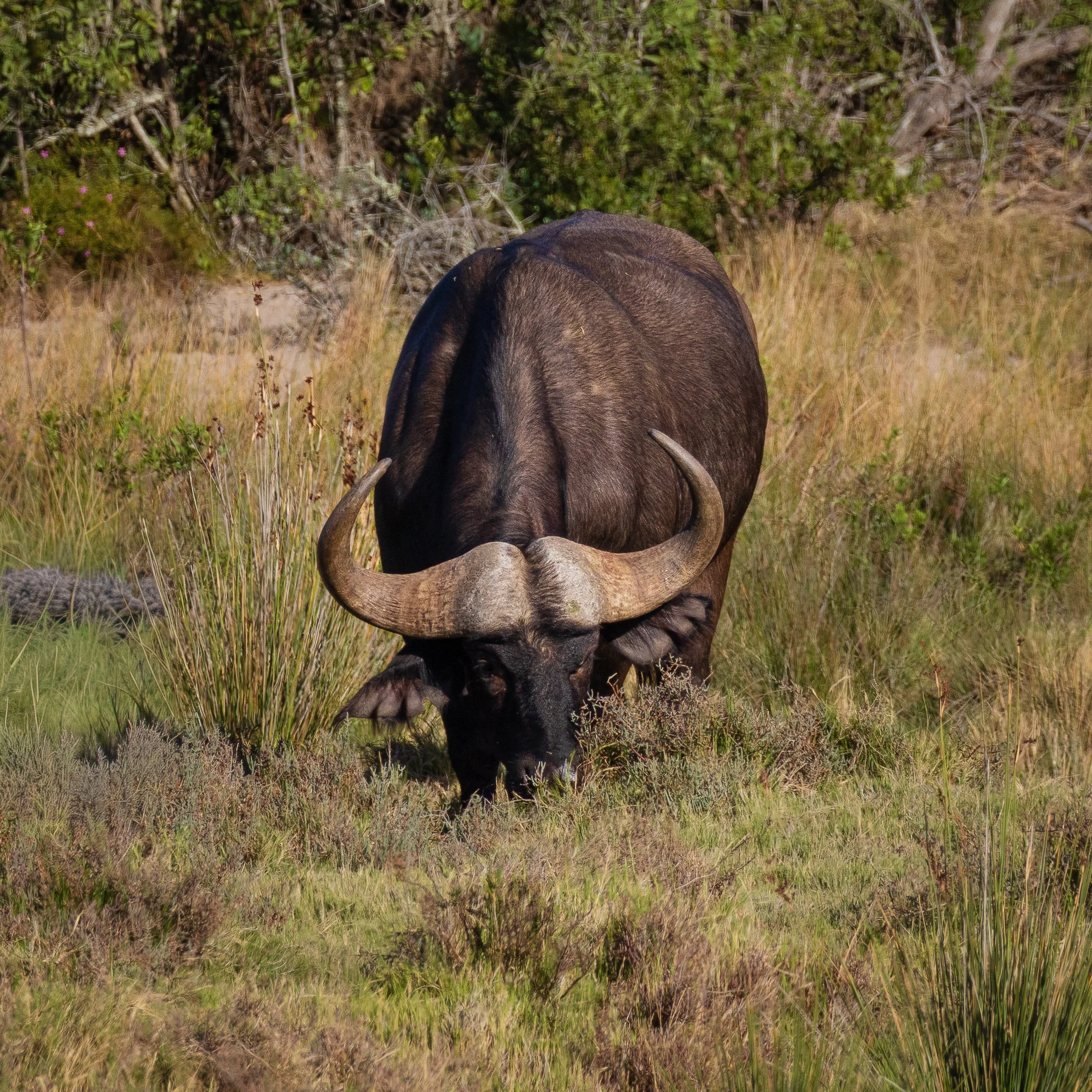African buffalo grazing among low vegetation in natural light — South Africa — by ROEL | WILLEM