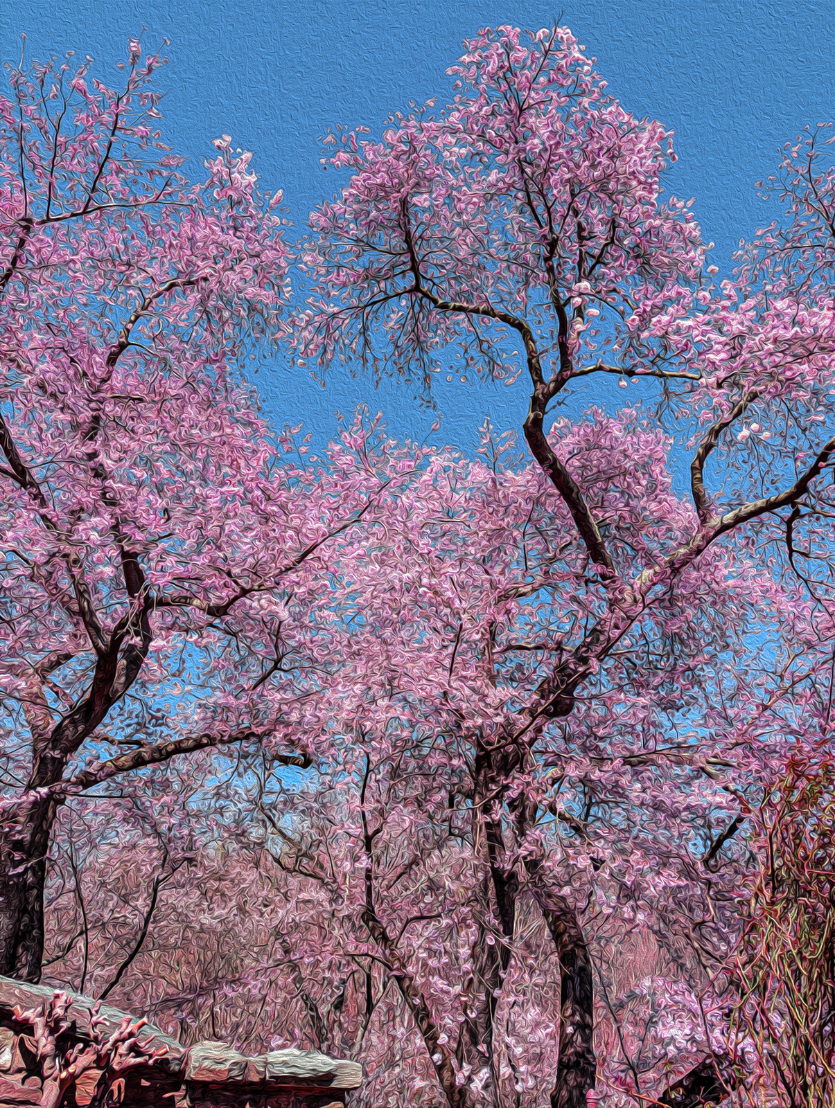 Cherry Blossoms.png