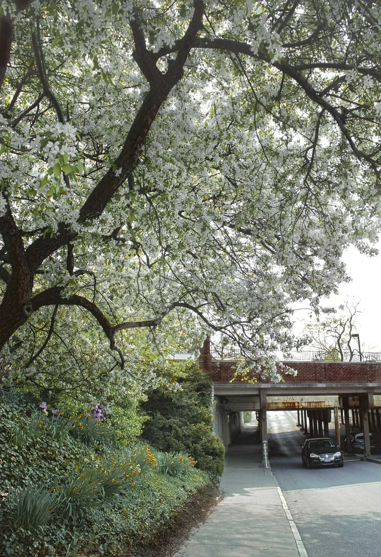 Tree-against-underpass+-+Copy.webp