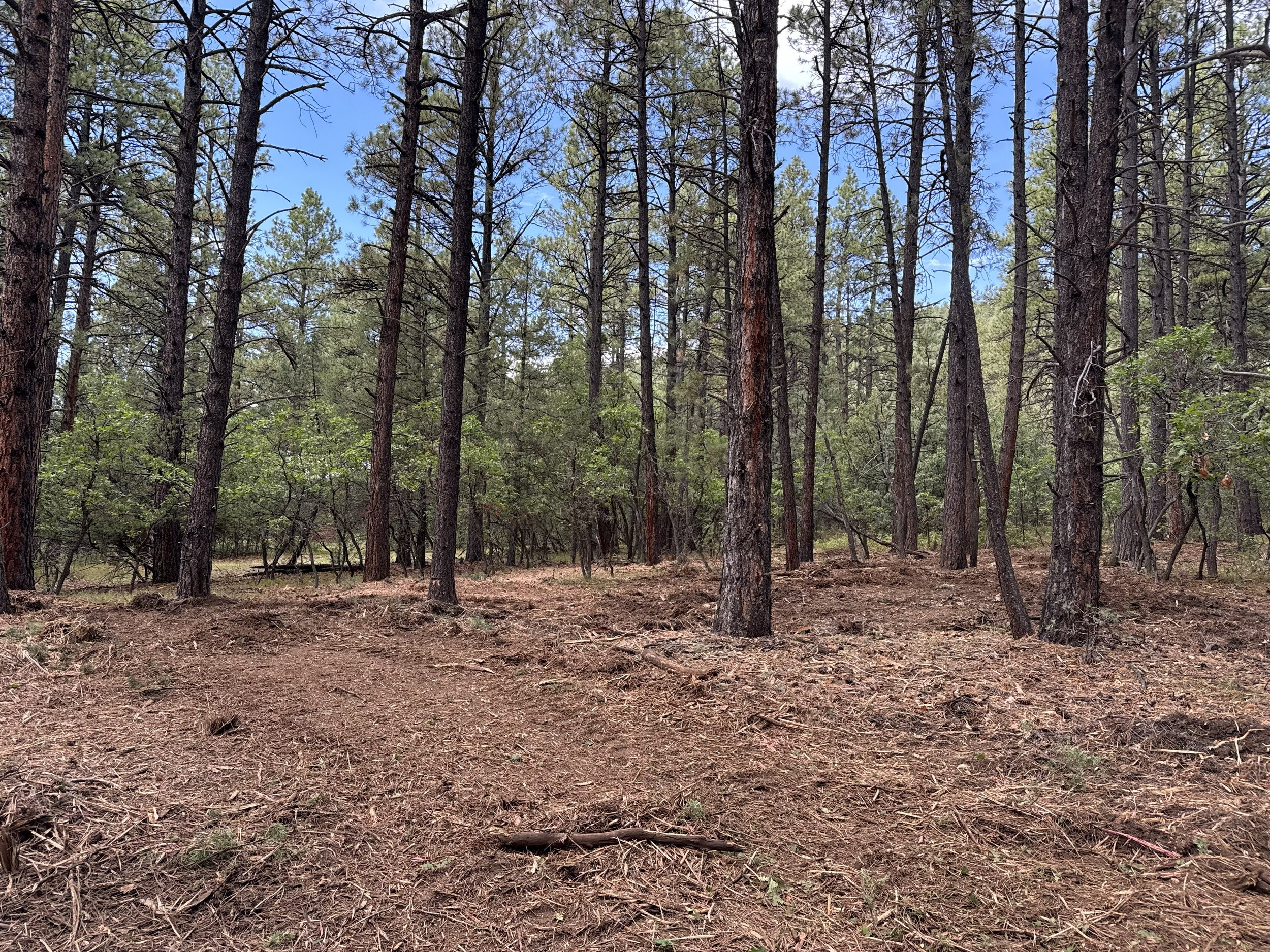 Forestry Mulching