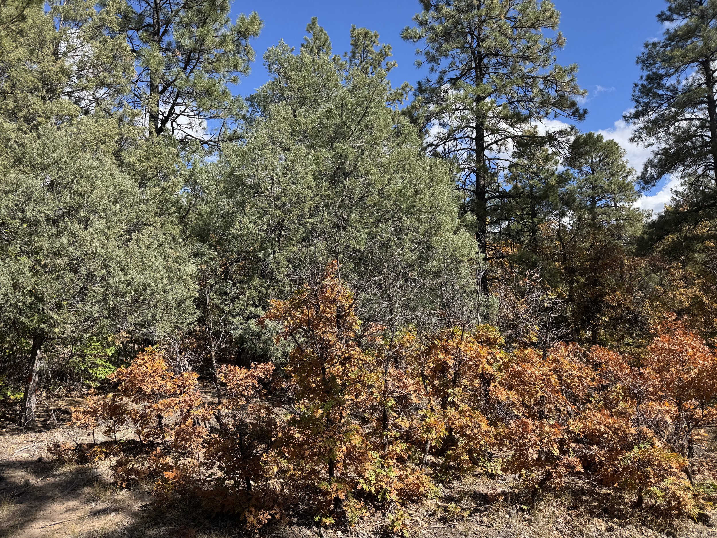 Land Clearing & Brush Hogging