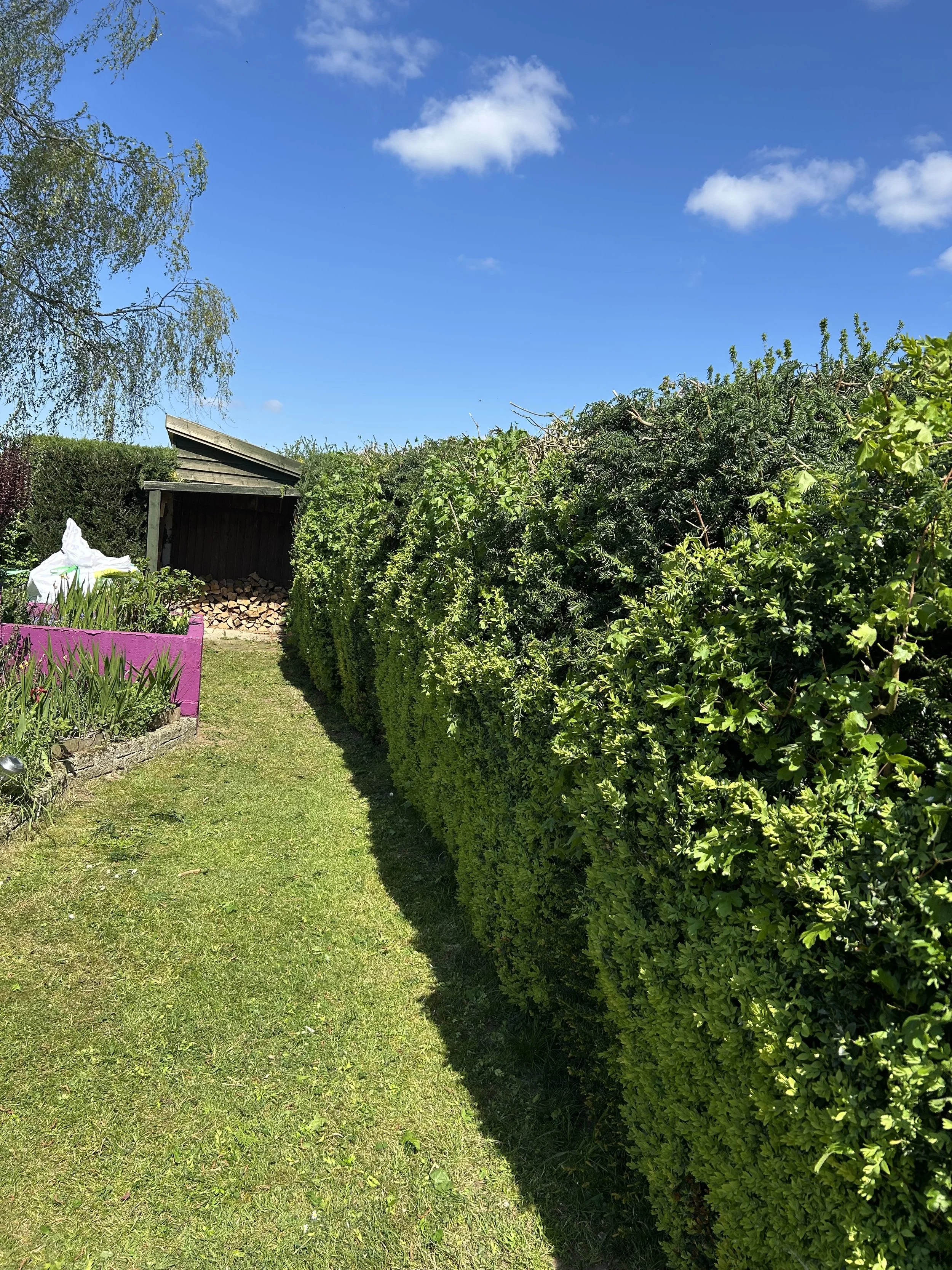 A backyard with a green lawn, a row of tall, dense bushes lining the right side, a small wooden shed with a sloped roof in the background, wood logs stacked under the shed, and a bright blue sky with a few small white clouds.