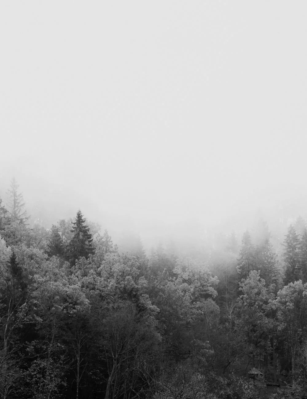 A foggy forest landscape with trees covered in frost, creating a monochrome scene in black and white.