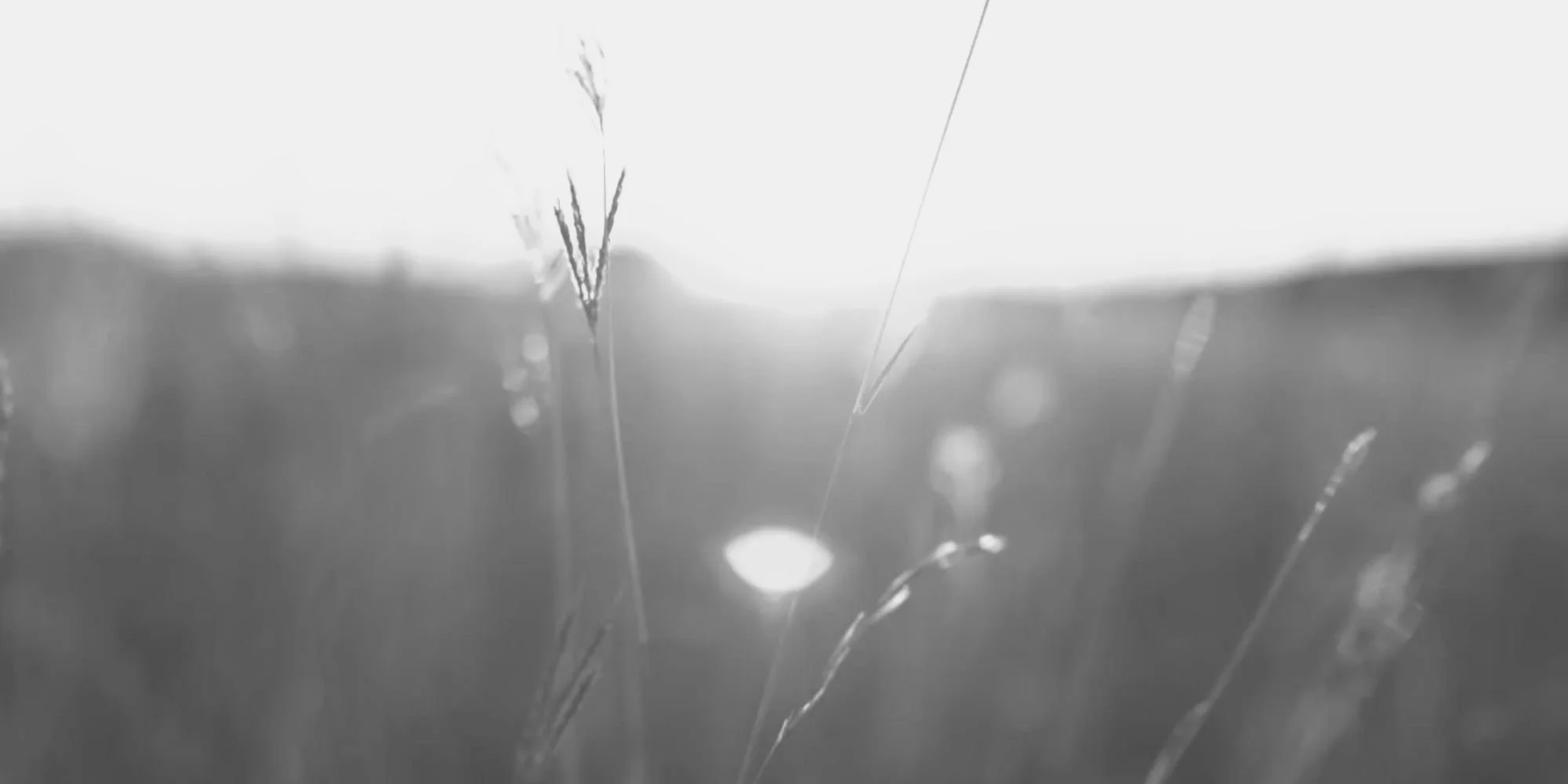 Close-up of grass stalks with dew, illuminated by sunlight at sunrise or sunset, in black and white.