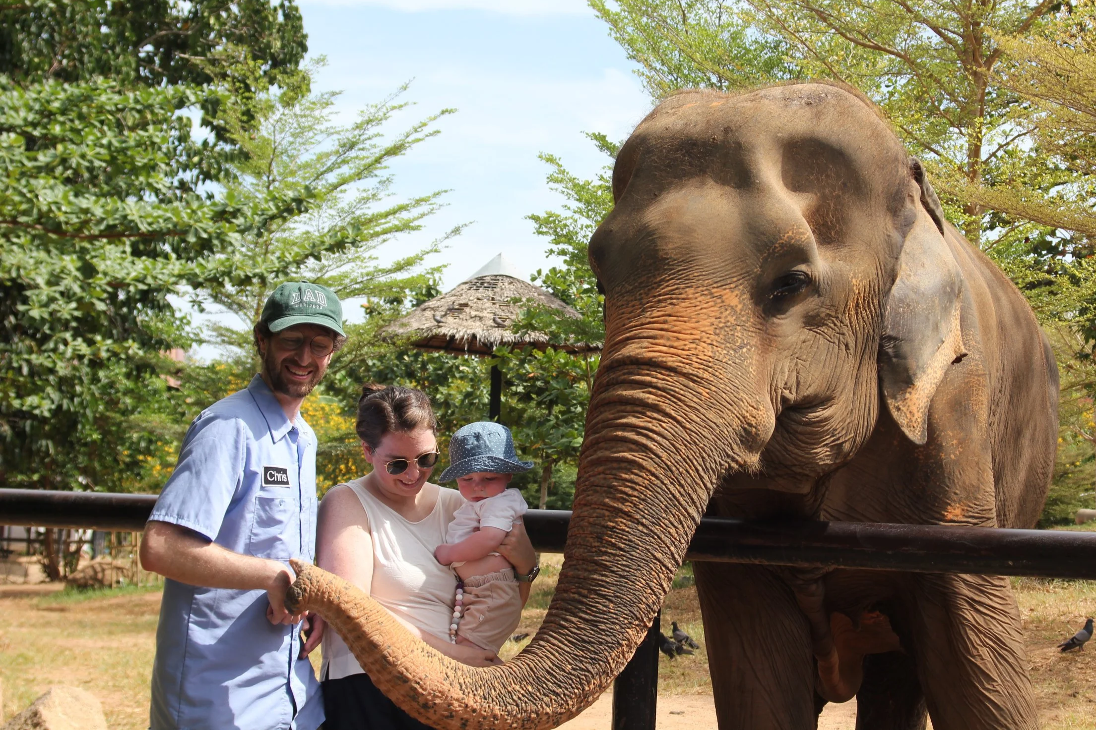 People interacting with an elephant outdoors surrounded by trees and greenery