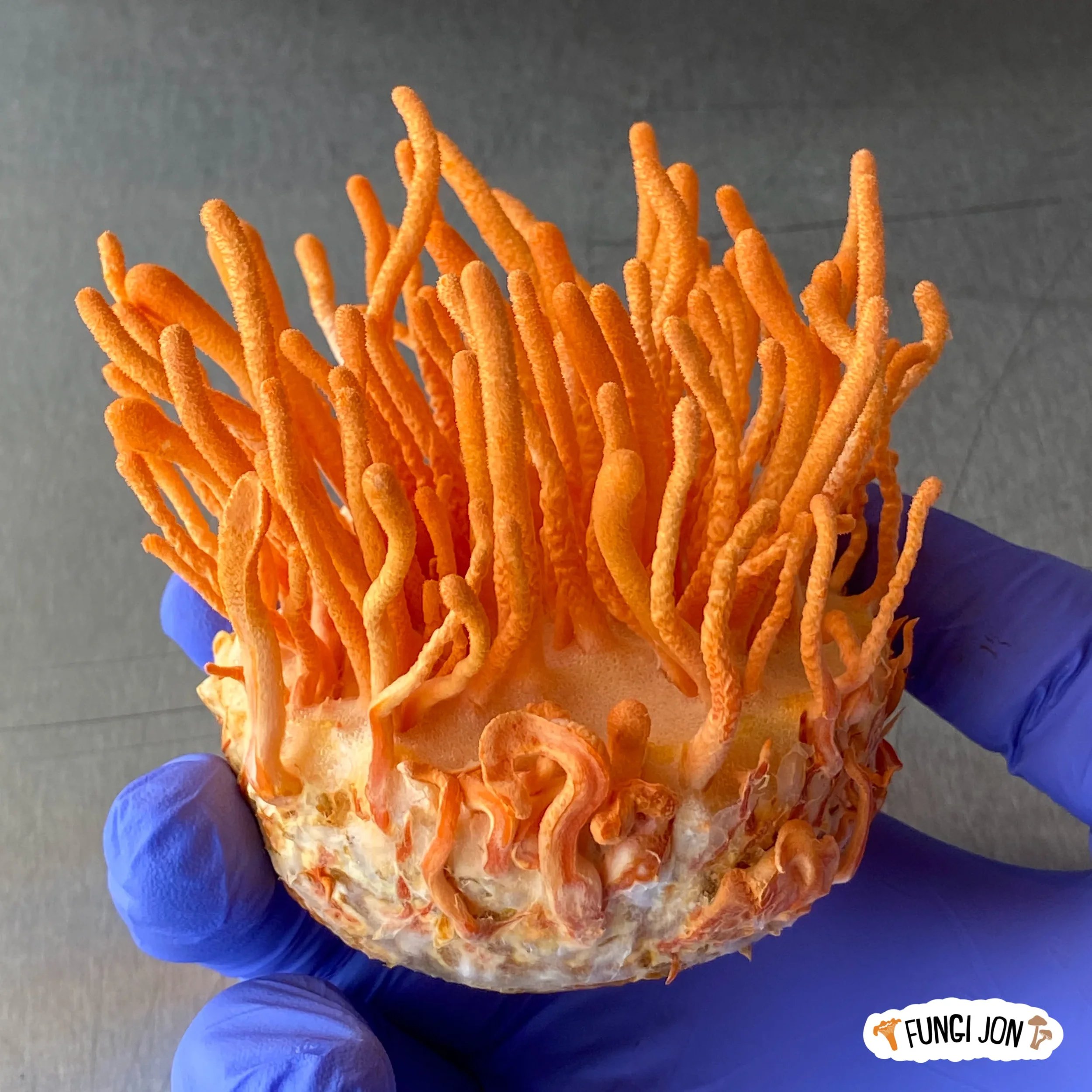Cordyceps Mushroom Gummies