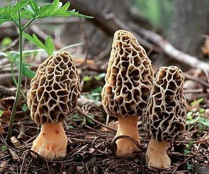 Morel Mushroom Capsules