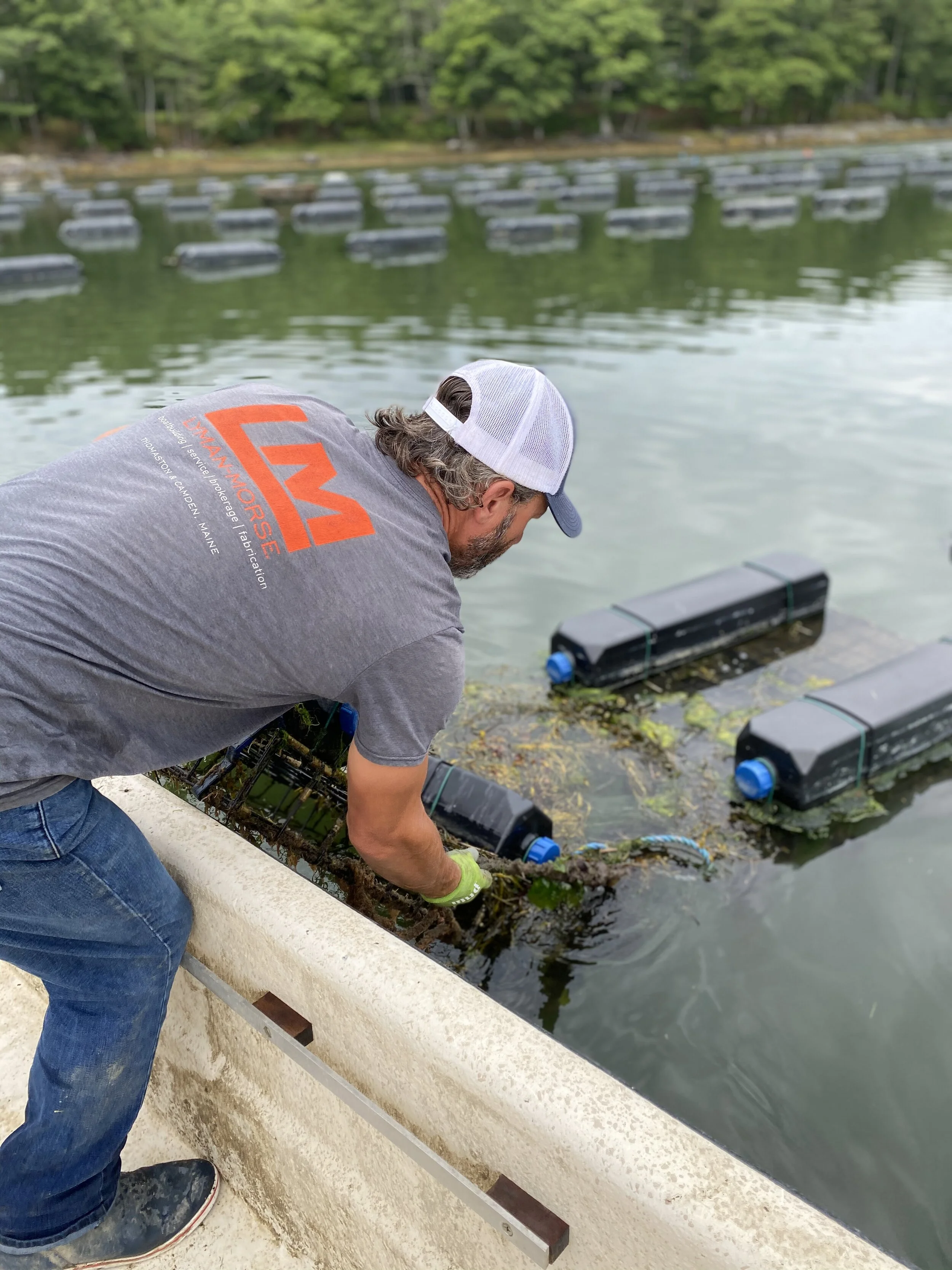 Mark Gaffney wearing a gray t-shirt, a white and blue cap, and green gloves is pulling oysters out of the water at the edge of Robinhood Cove.