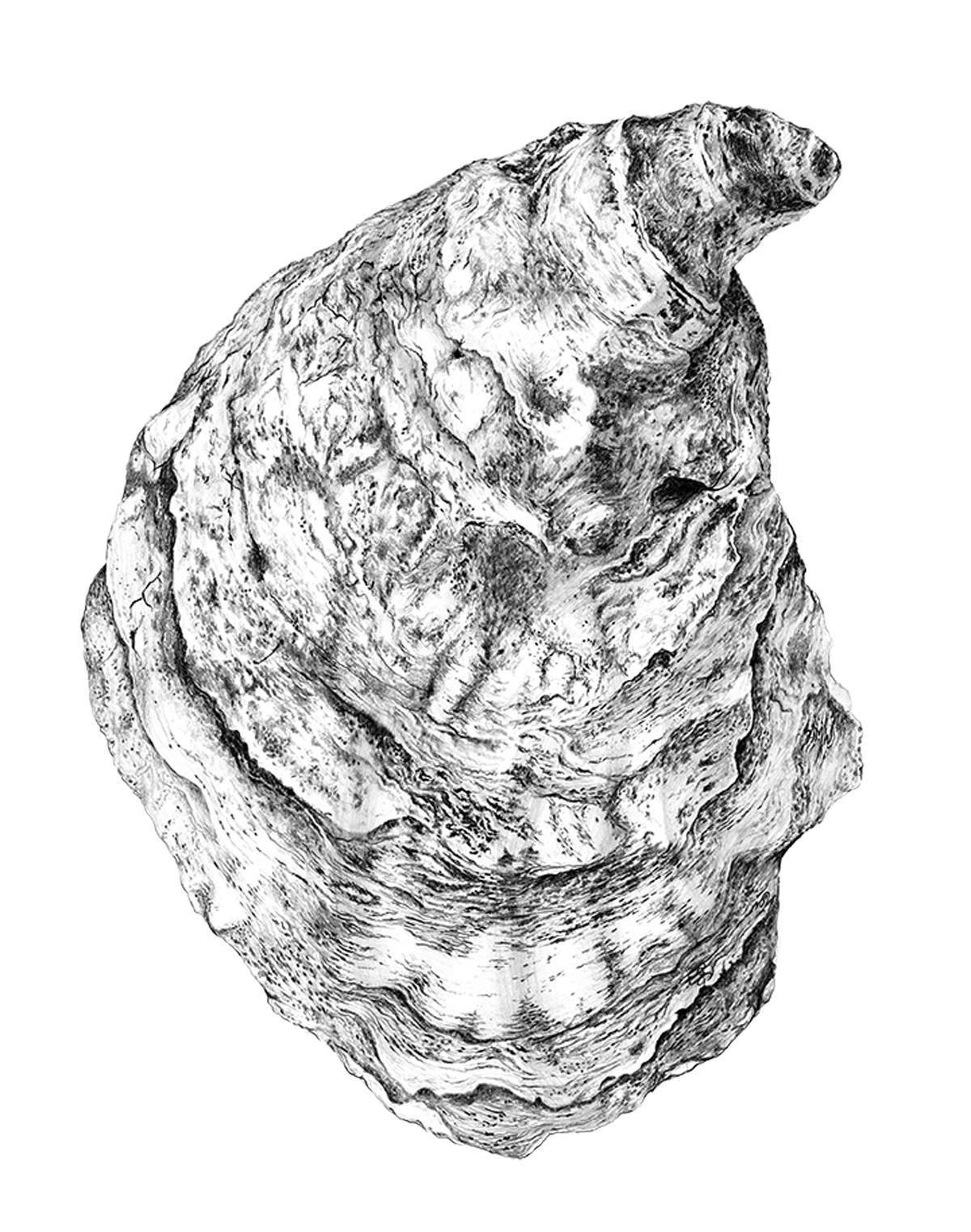 Eros-Oyster.Web.png