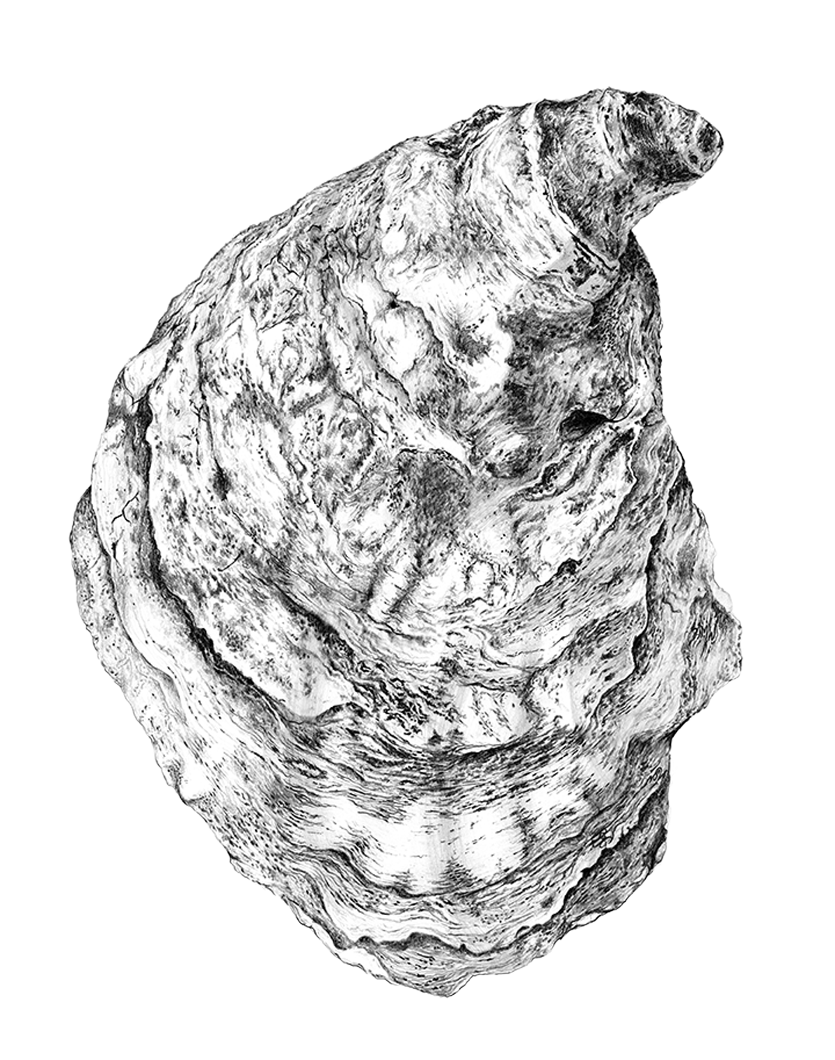 A black and white artistic rendering of a large seashell. The shell has a textured, spiral surface with various ridges and patterns visible.