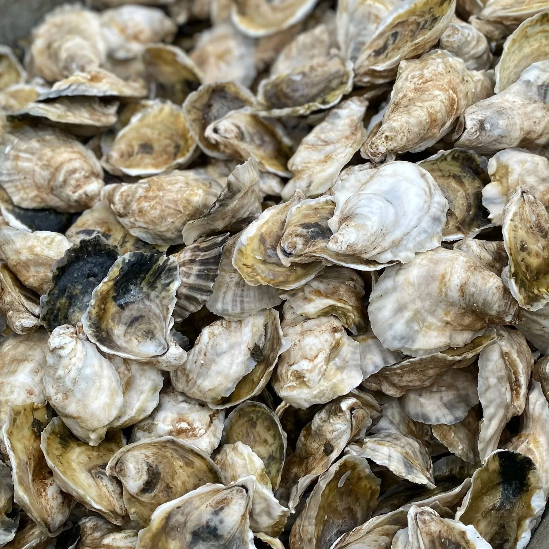 Close-up of a large pile of oyster shells, some open and some closed, with a mix of beige, white, and gray colors.