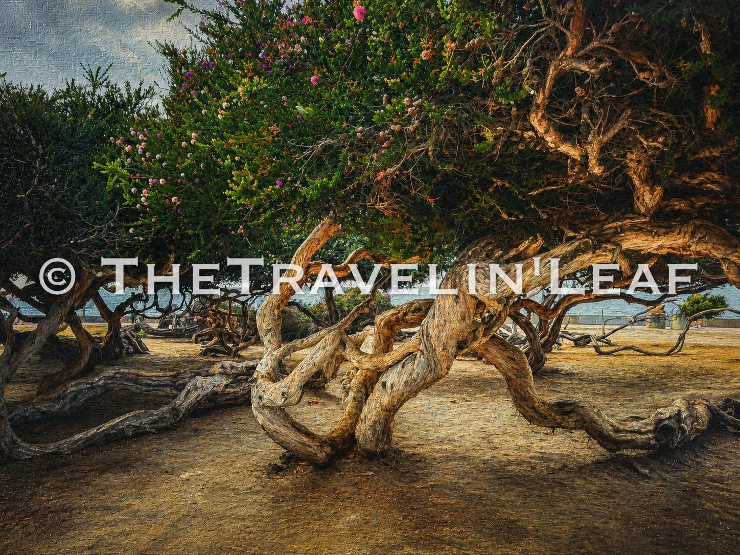 Roots of the Wind