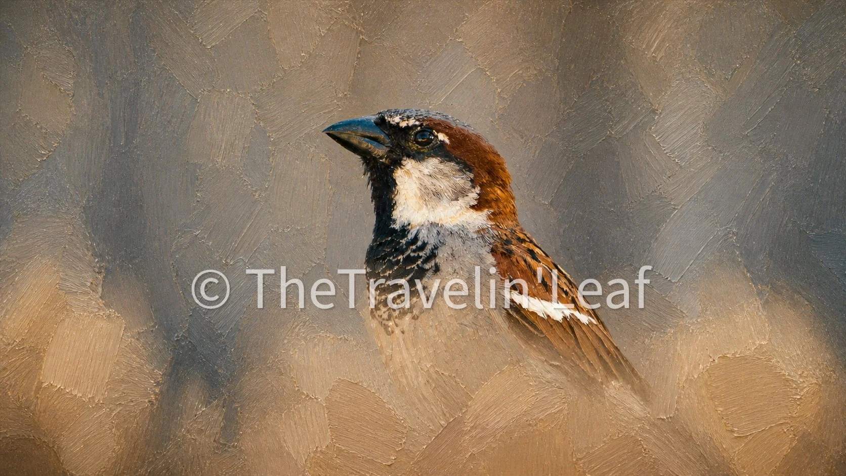 Morning Sparrow