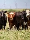 Three Things Beef Producers Should Know