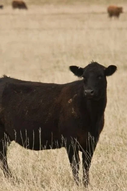 Record Drought Index Threatens Herd Rebuild