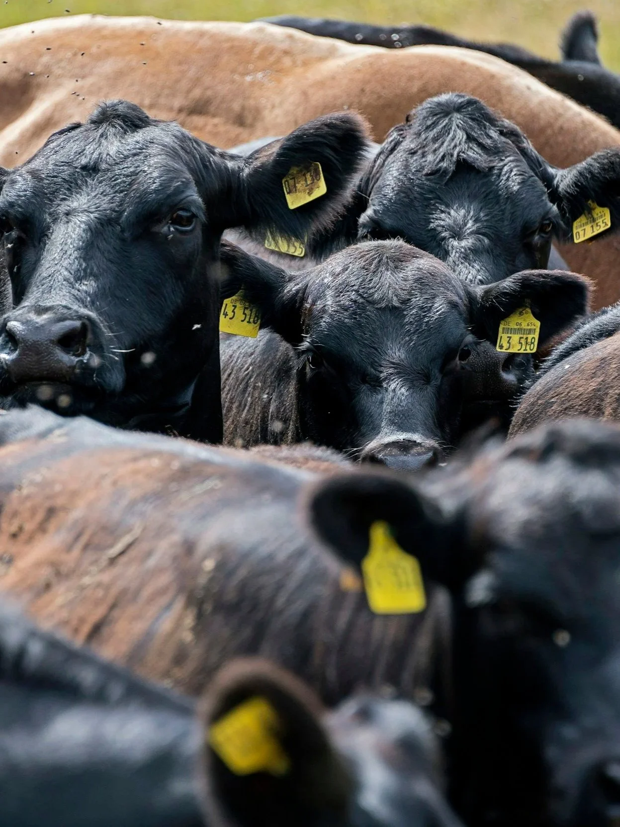 Cattle Futures Keep Setting Futures Records