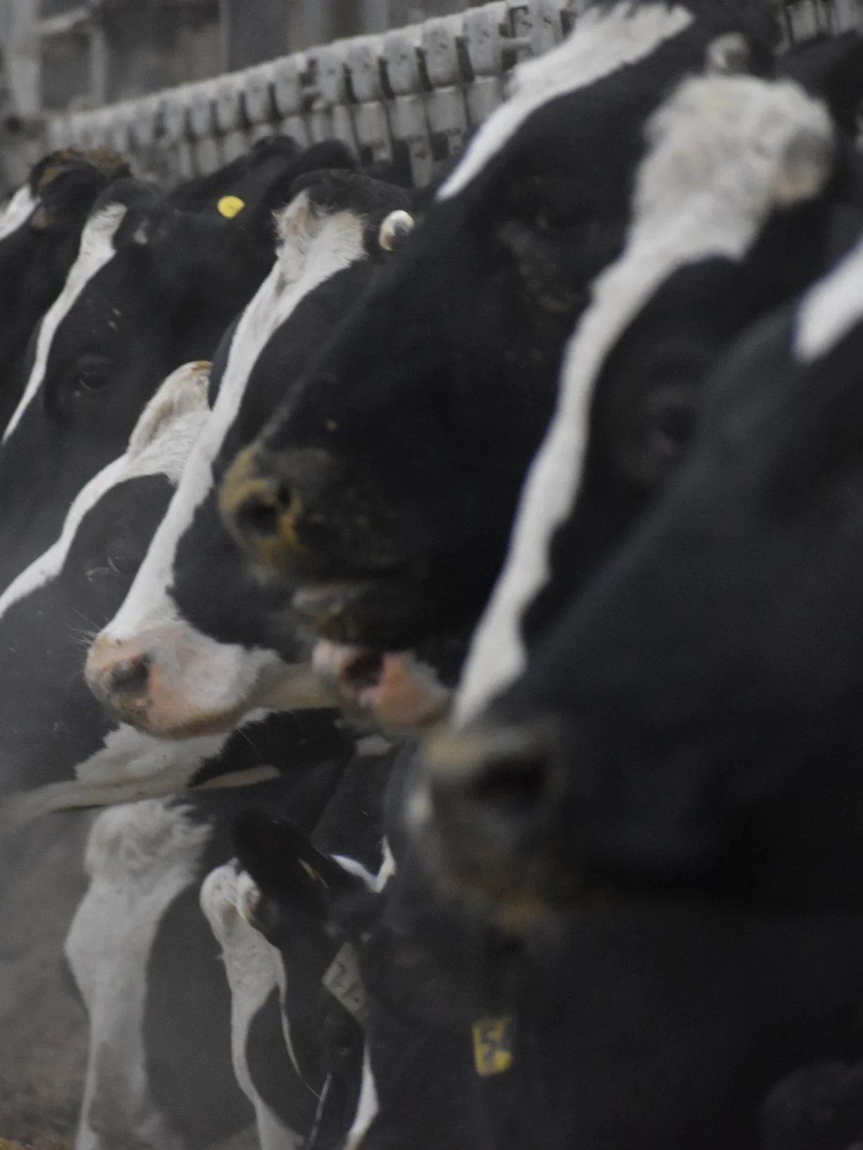 Replacement Cow Prices Hit Records