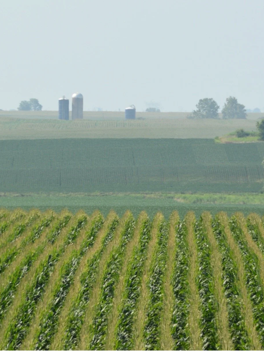 Grains Slide As Markets Search For Support