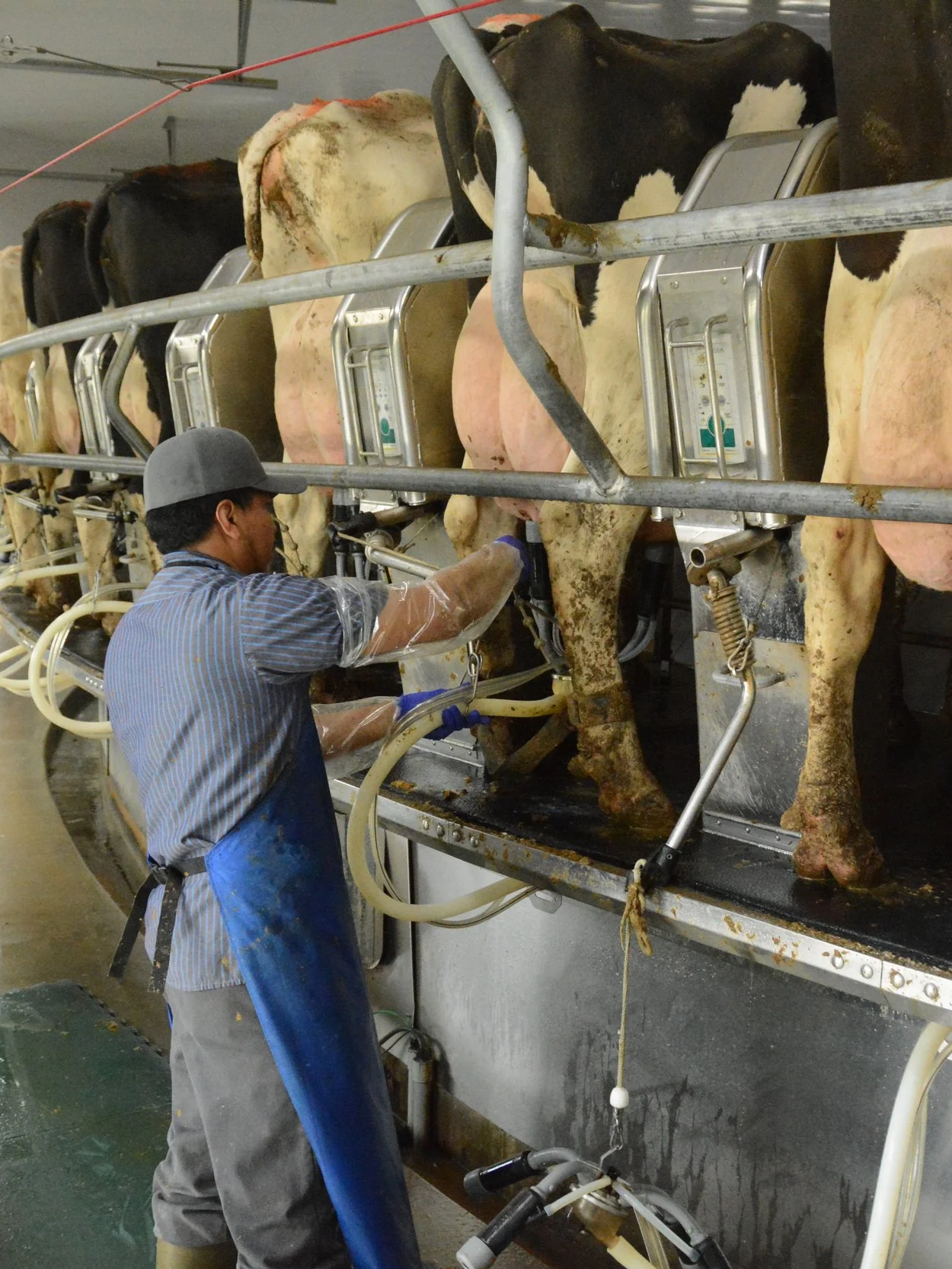 The Labor Crisis Facing U.S. Dairy