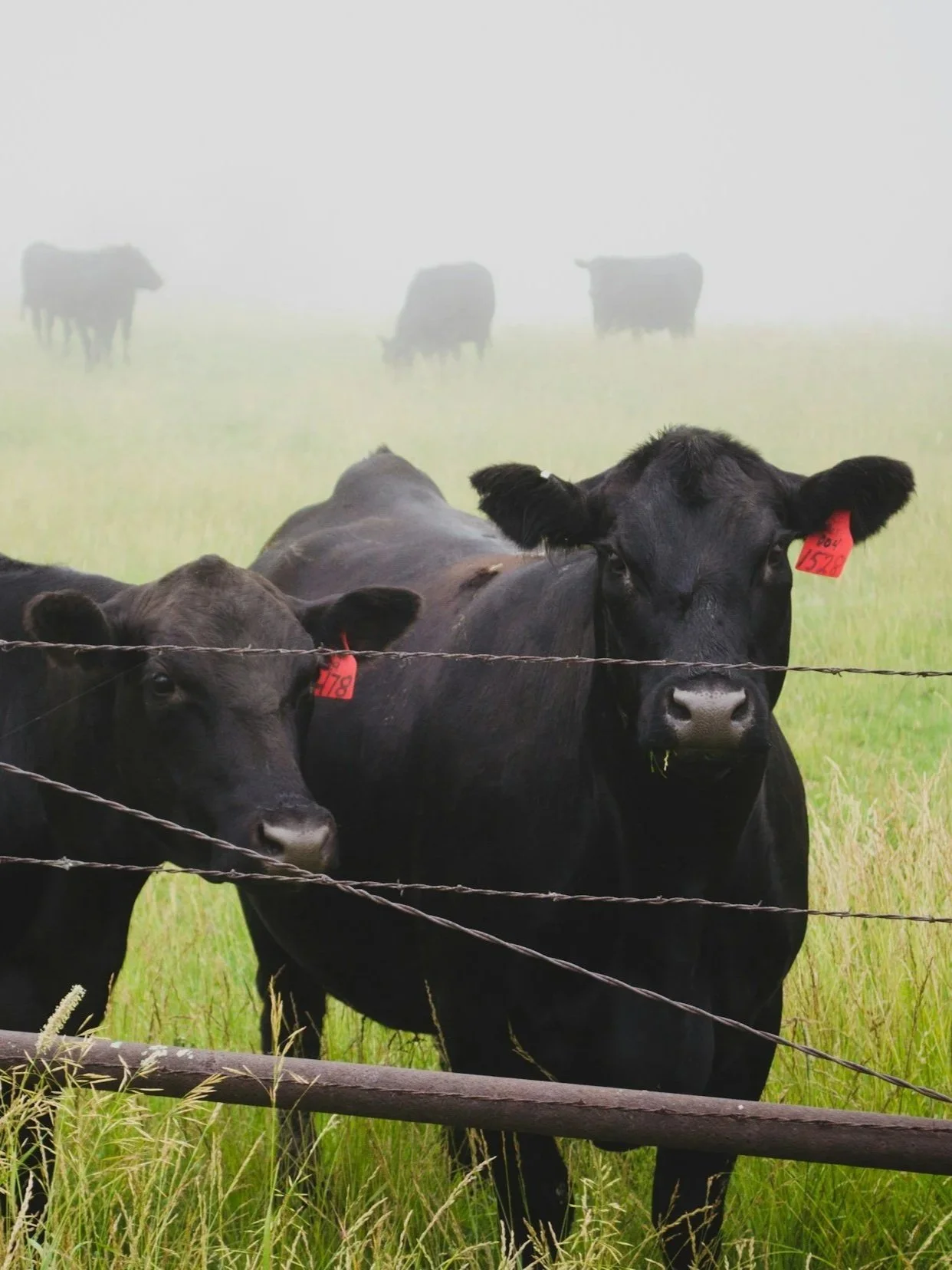 Leachman Talks Beef Market, Genetic Impact