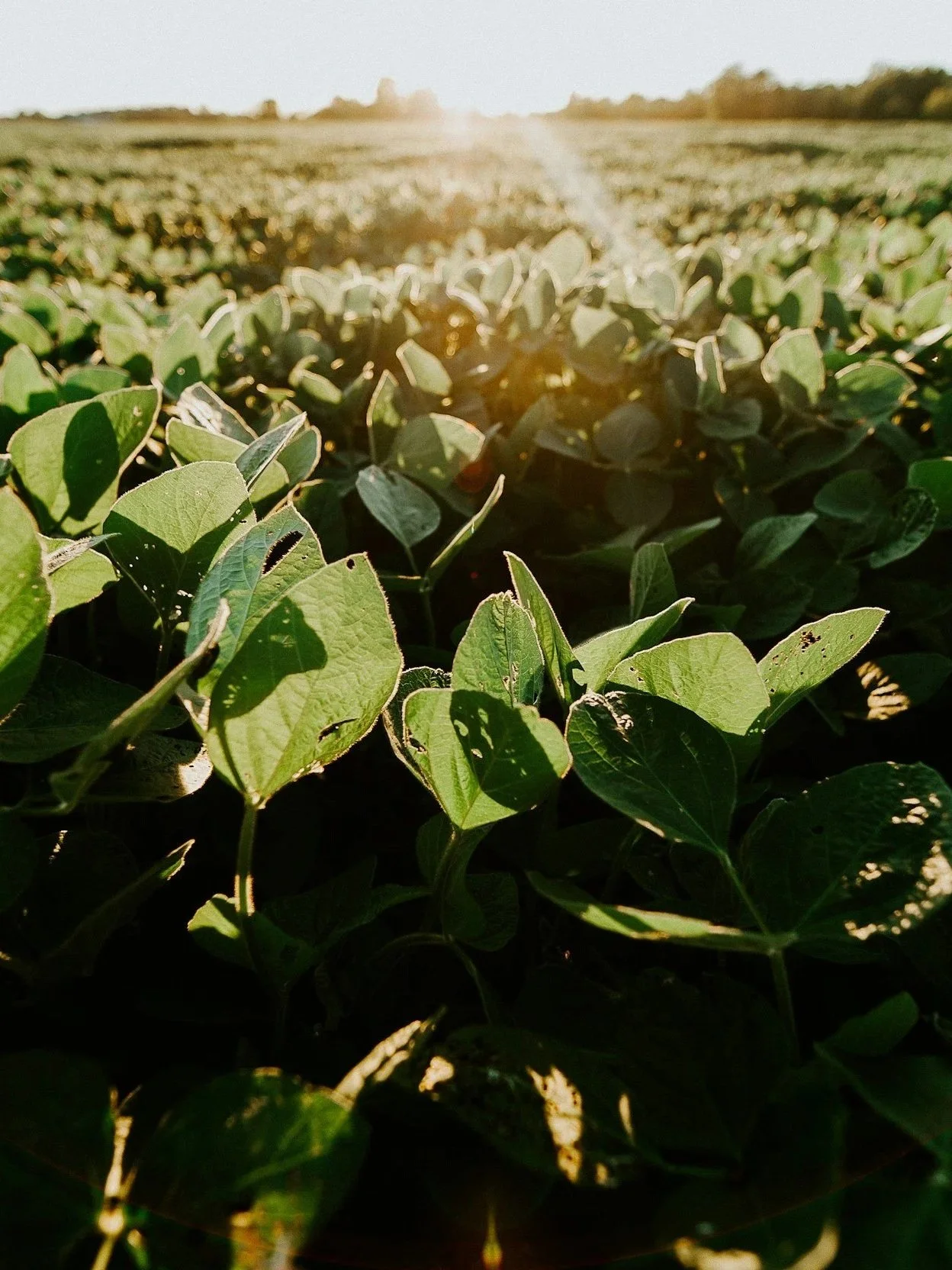 Soybeans Strong Before China Summit