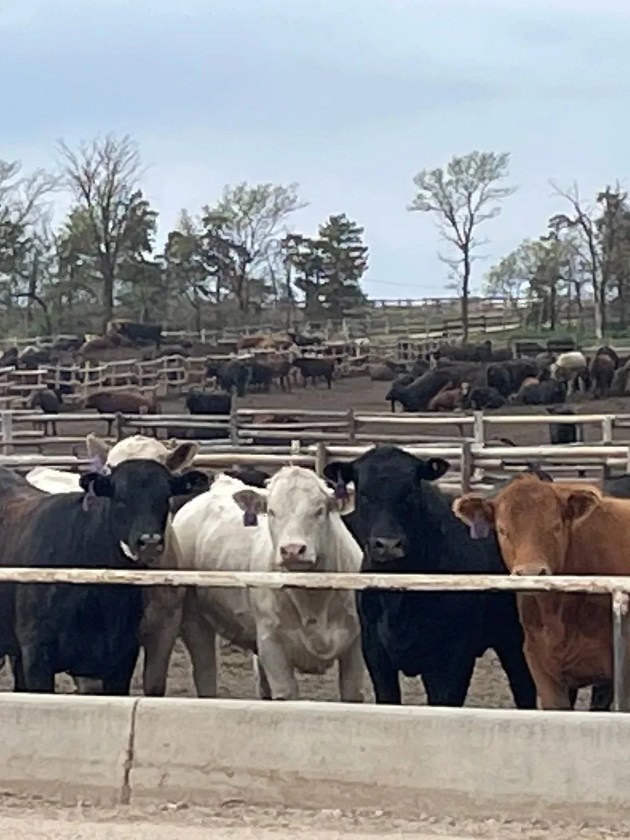 USDA Lowers Beef, Raises Dairy Estimates