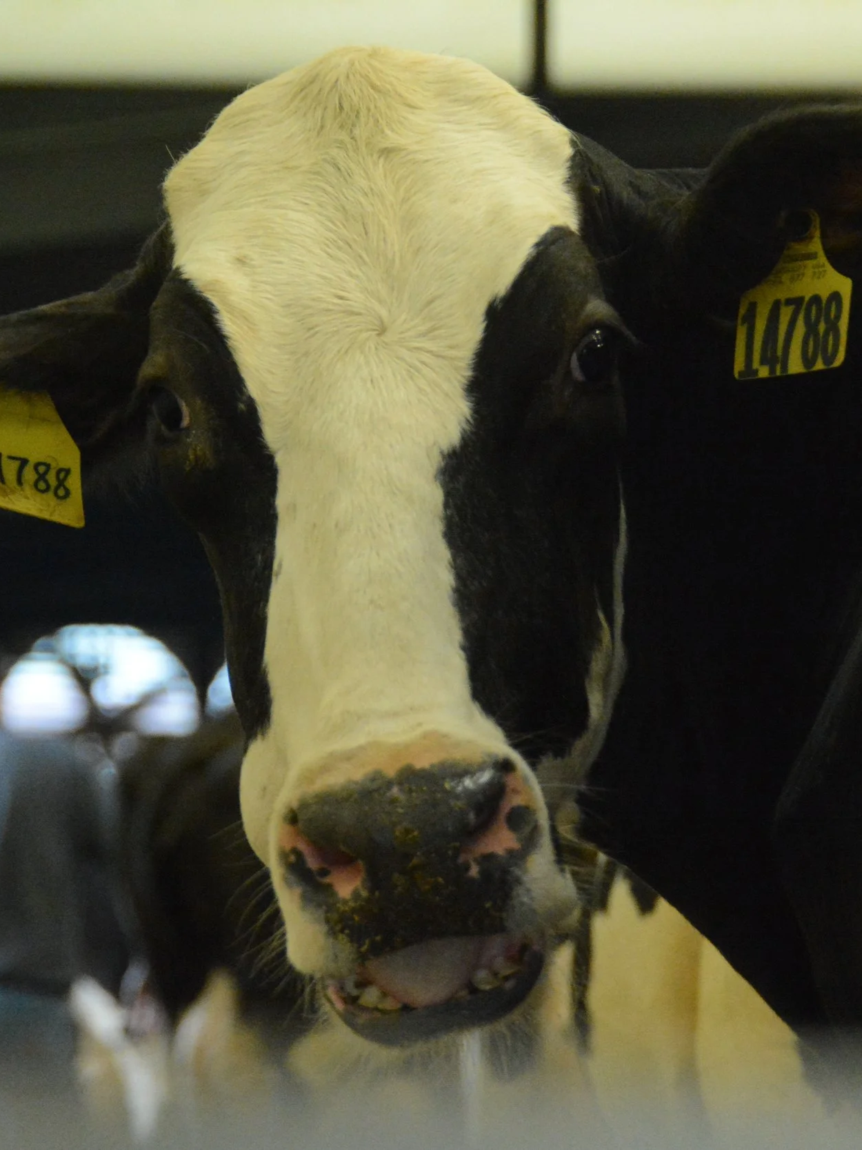 Update On New Livestock Insurance