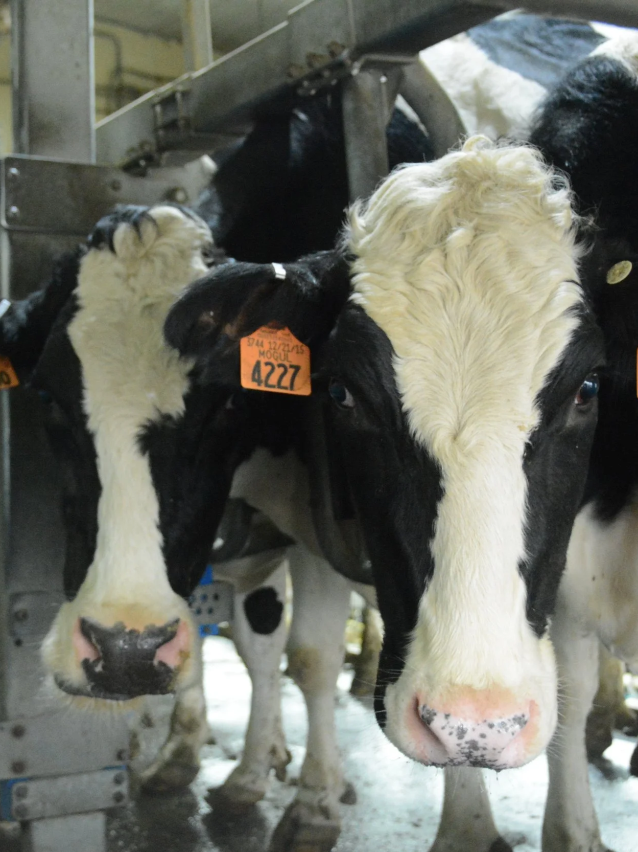 U.S. Production, Herd Continues to Grow