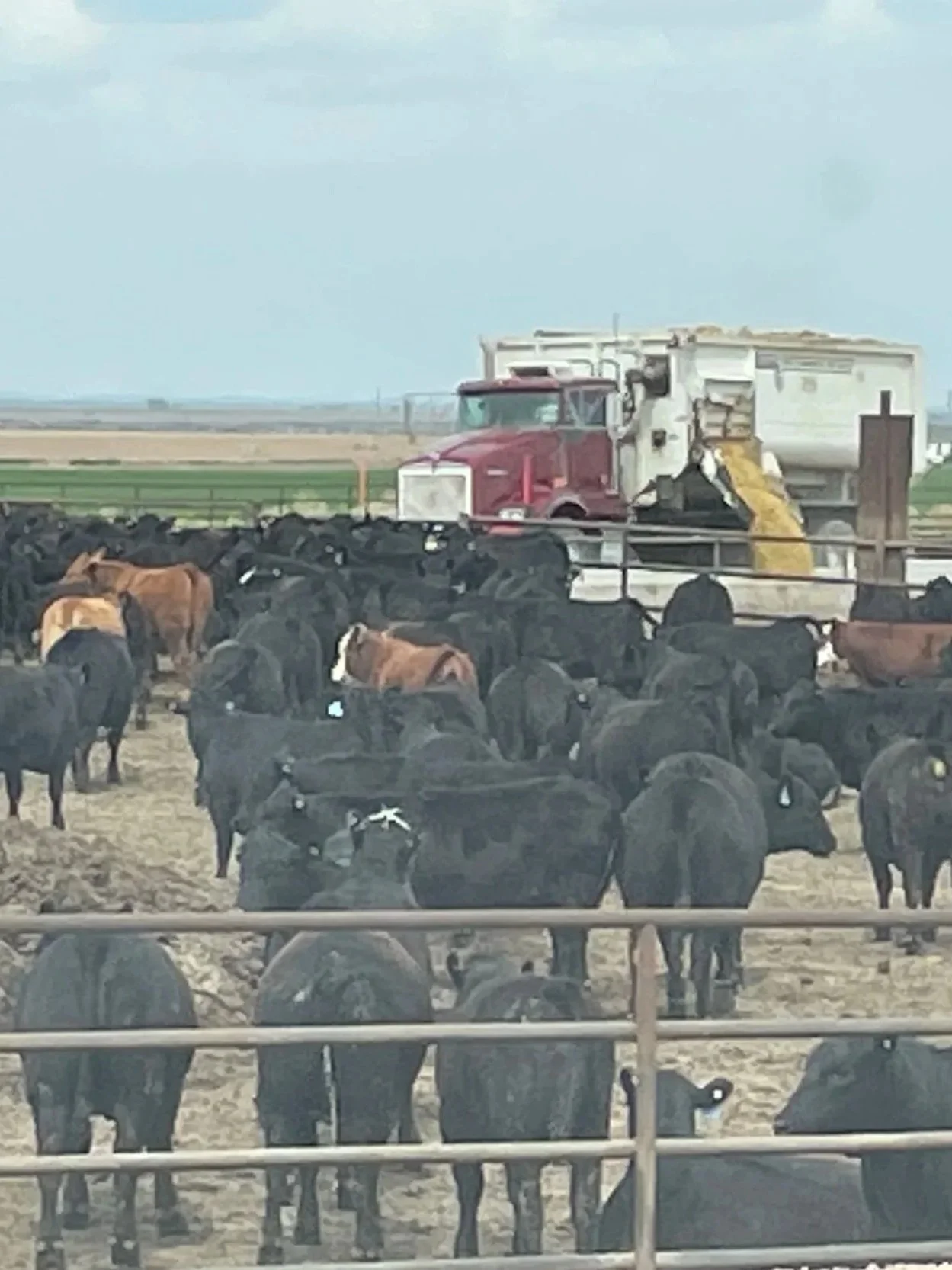 May Cattle on Feed Report Has Bearish Feel