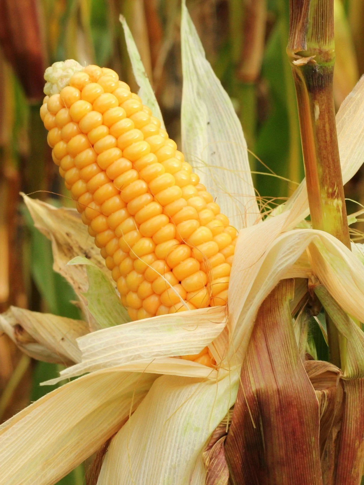 We May Have Seen the Highs In The Corn Market</span>