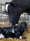 Replacement Costs Make Tough Culling Decisions</span>
